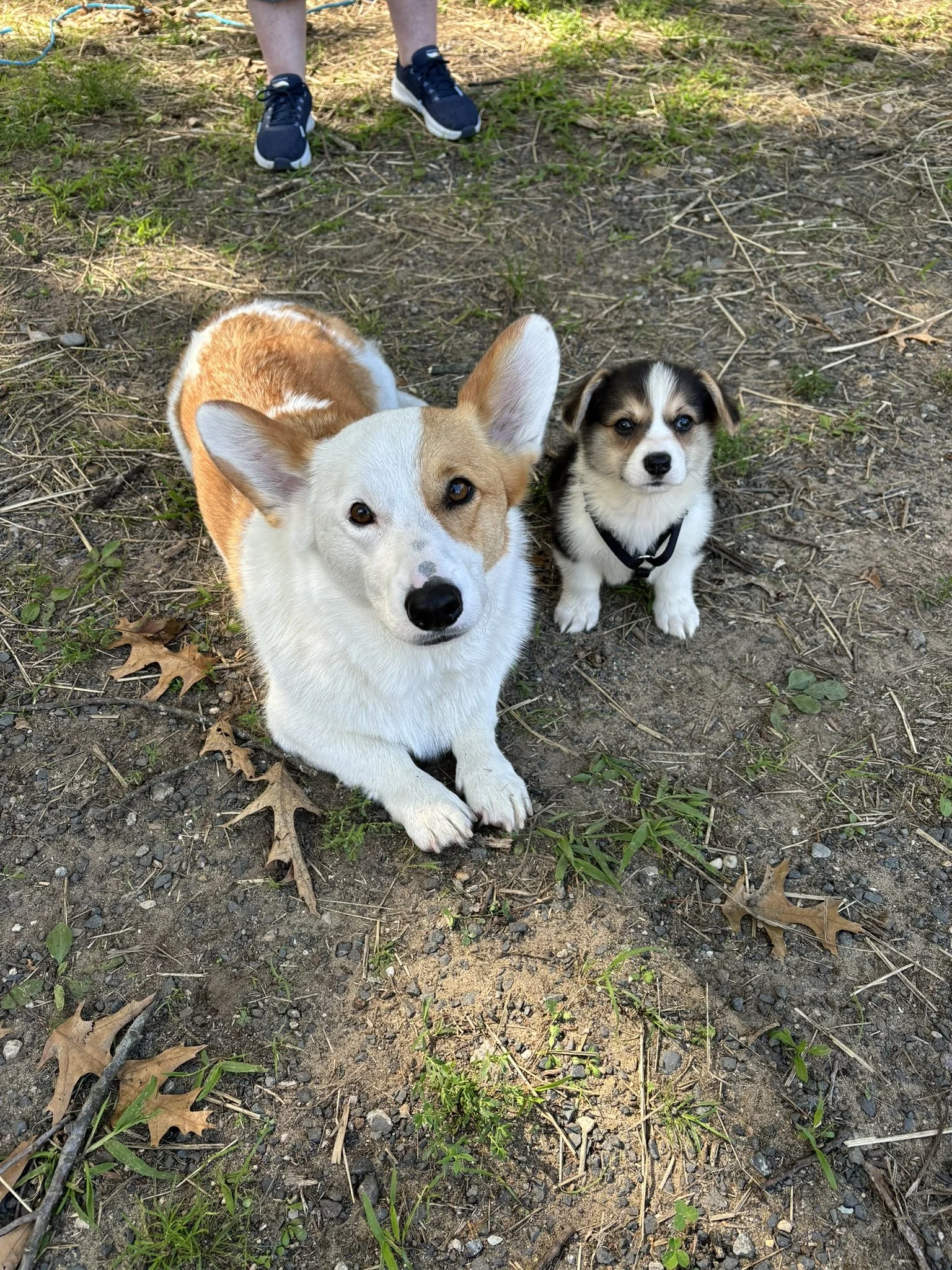 Two corgi dogs, a larger tan and white one with large ears and a smaller black and white one with a harness, sitting on the ground outdoors with a person's legs and feet visible in the background.