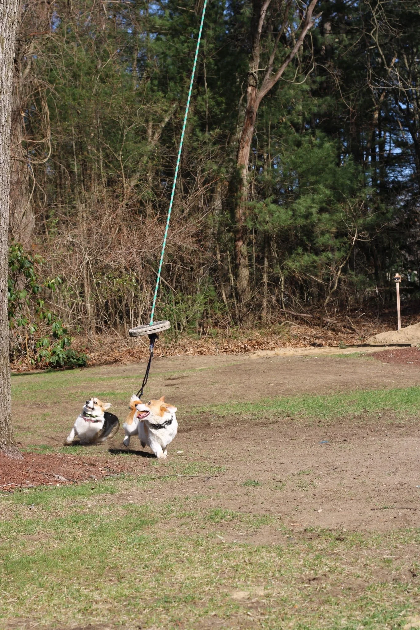 Two dogs playing together outdoors, running on a patchy grassy area near a tree with a tire swing hanging from it.
