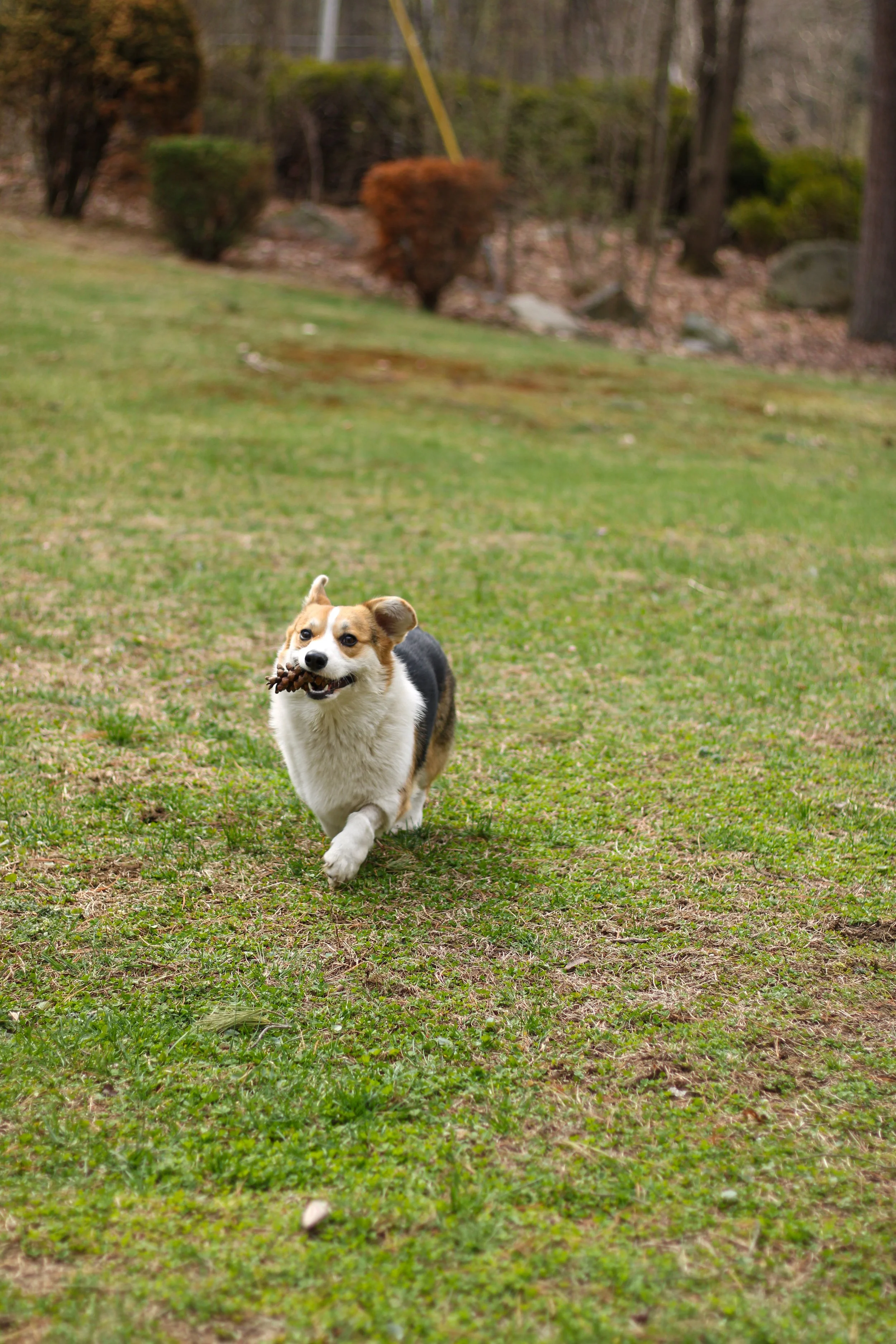 A happy corgi dog running on a grassy lawn with a pinecone in its mouth.