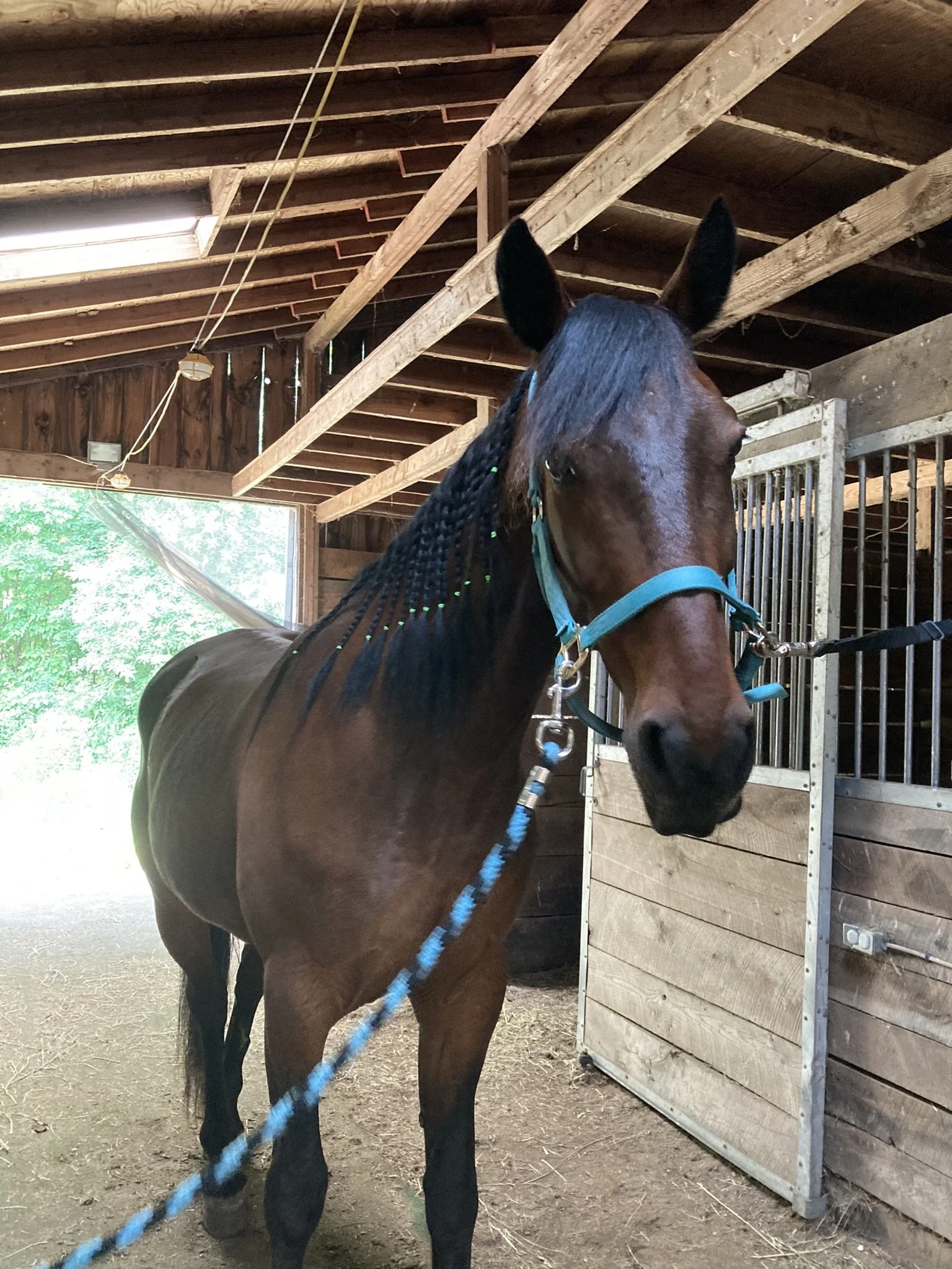 A brown horse with braided mane, wearing a blue halter, inside a wooden barn with open door, showing green trees outside.