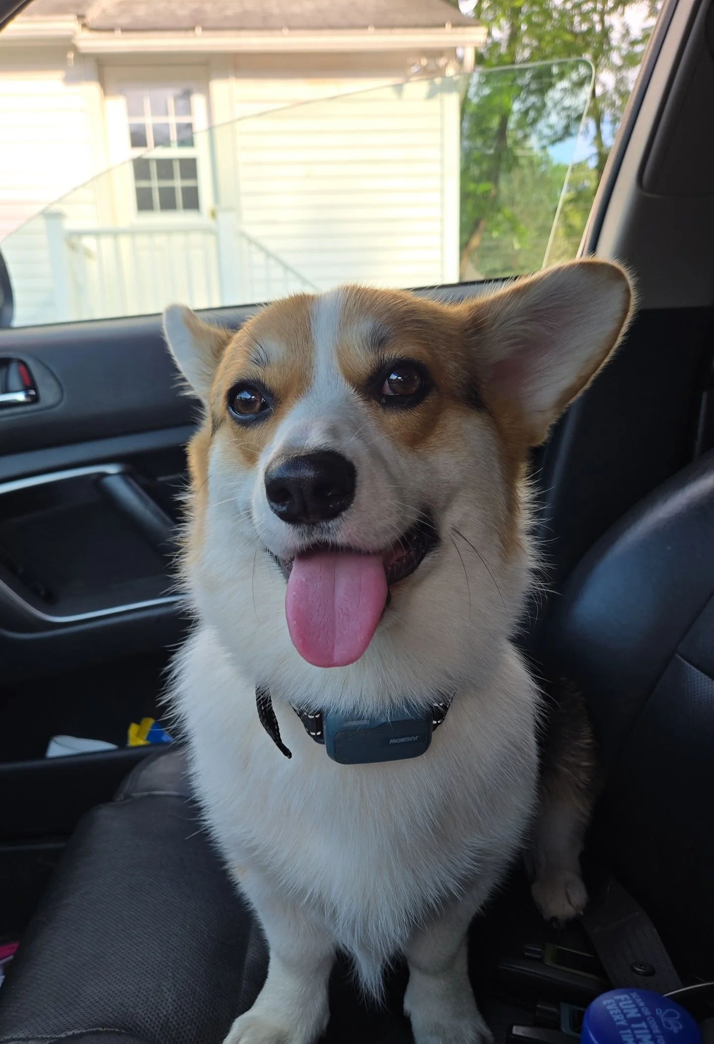 A happy corgi dog with a pink tongue inside a car, sitting on the seat with a house visible through the window in the background.