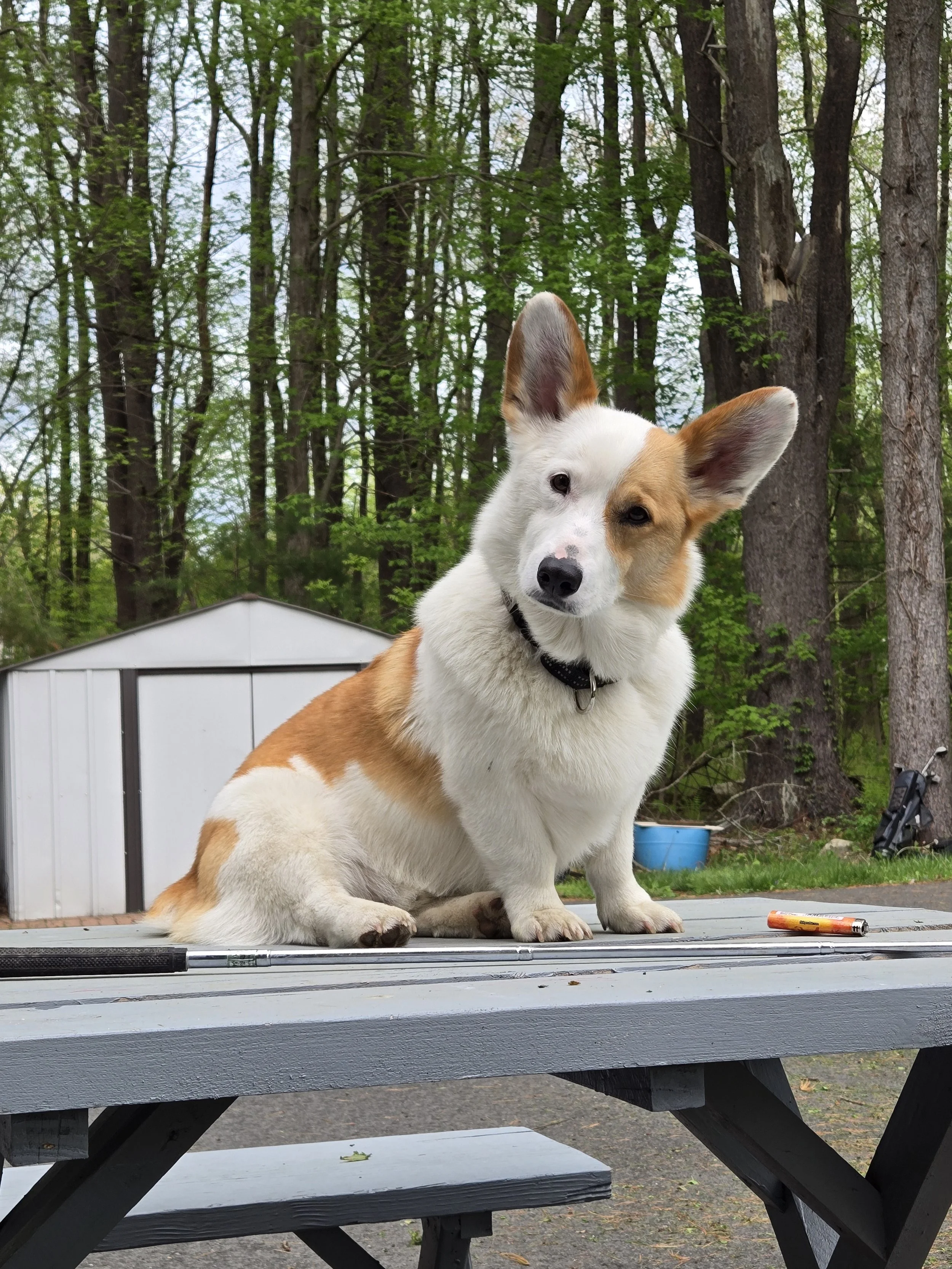 A dog, possibly a Corgi, with one ear up and one ear down, sitting on a picnic table outdoors with a forest background and a small building behind it.