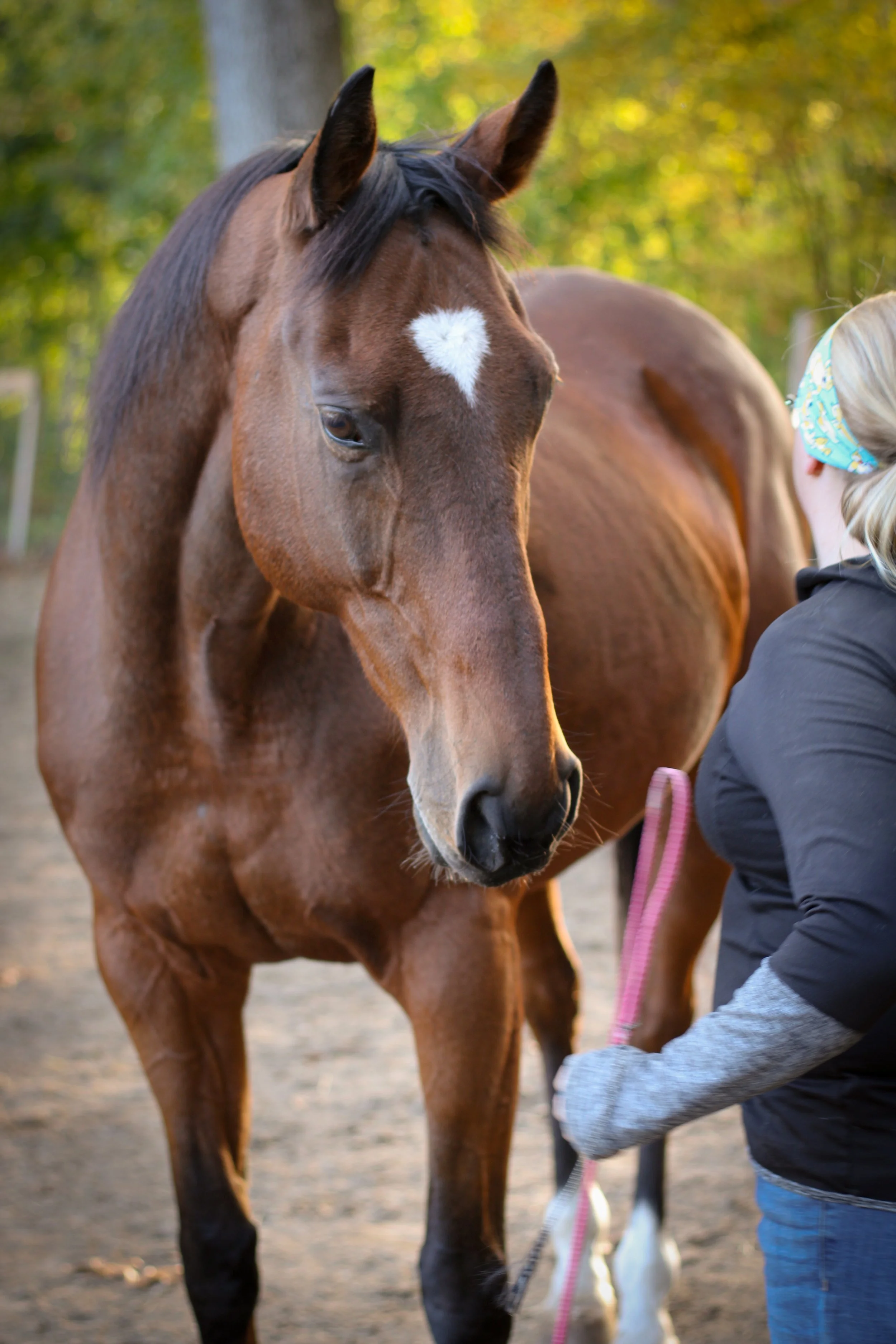 A brown thoroughbred horse with a white heart-shaped marking on its forehead engaging in an equine assisted learning session outdoors next to a person with blonde hair and a patterned headband.
