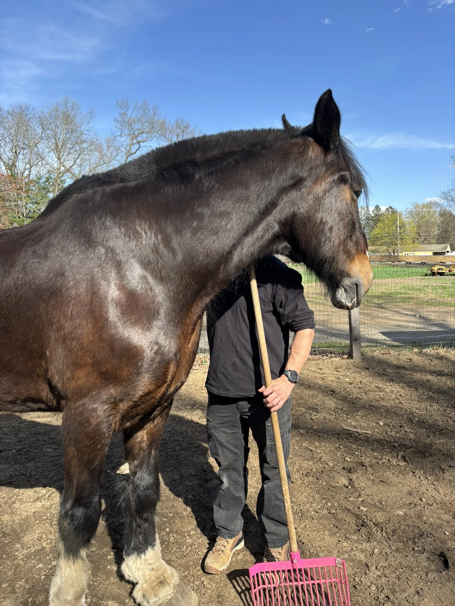A person standing outside with a large brown Clydesdale horse, holding a pink manure rake during an equine assisted learning session. The person is wearing black pants, tan boots, a black jacket, and a black watch. The horse's head is in the foregrou