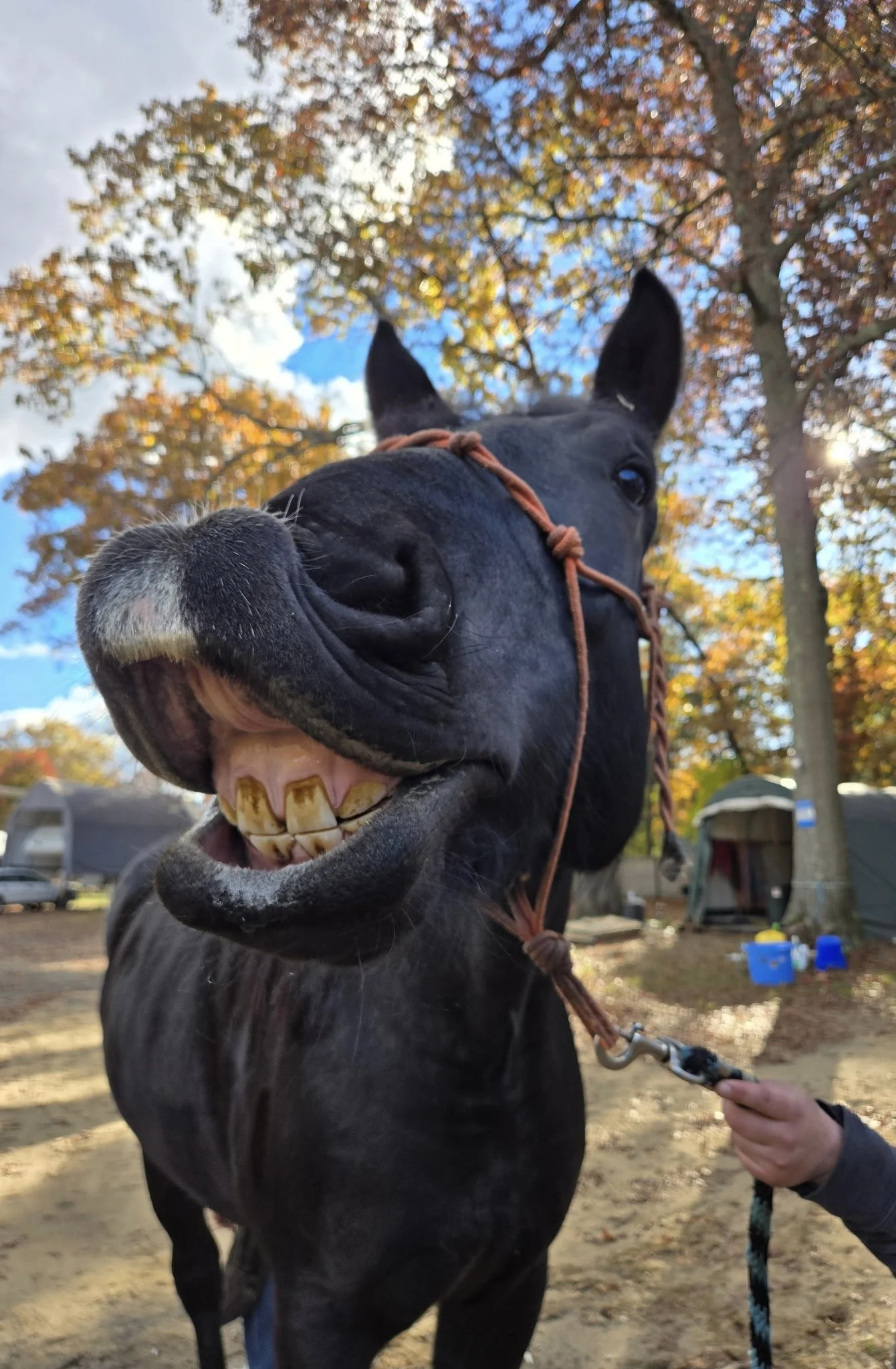 Close-up of a black draft horse with a halter, showing its teeth and smiling, outdoors with trees and tents in the background.