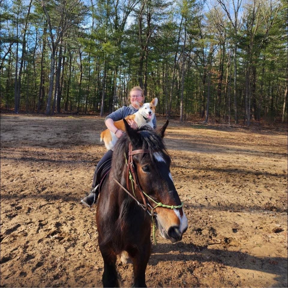 A person riding a bay Clydesdale horse in a dirt arena in a wooded area while holing a tan and white corgi dog