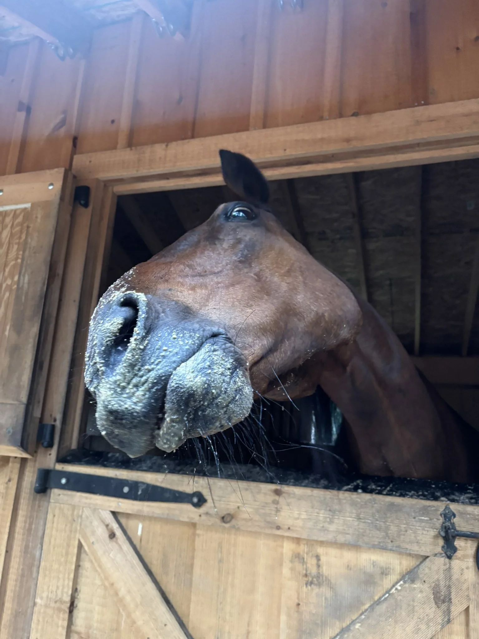 Close-up of a brown horse's face sticking out from a stable door, with his nose covered in some white substance, possibly dust or feed.