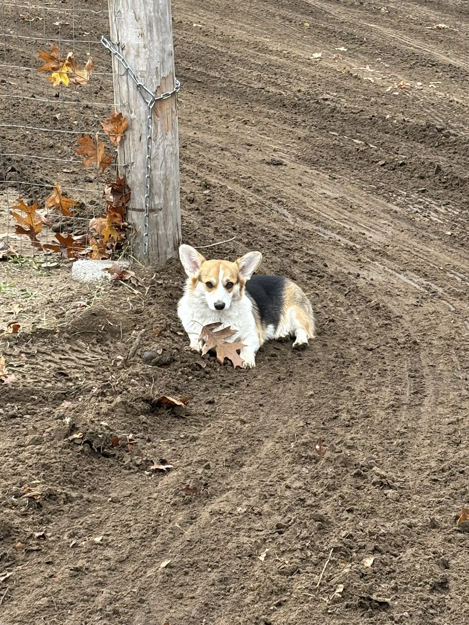 A corgi puppy lying on dirt next to a metal fence post with brown leaves clinging to the post, on a dirt field or farm area.