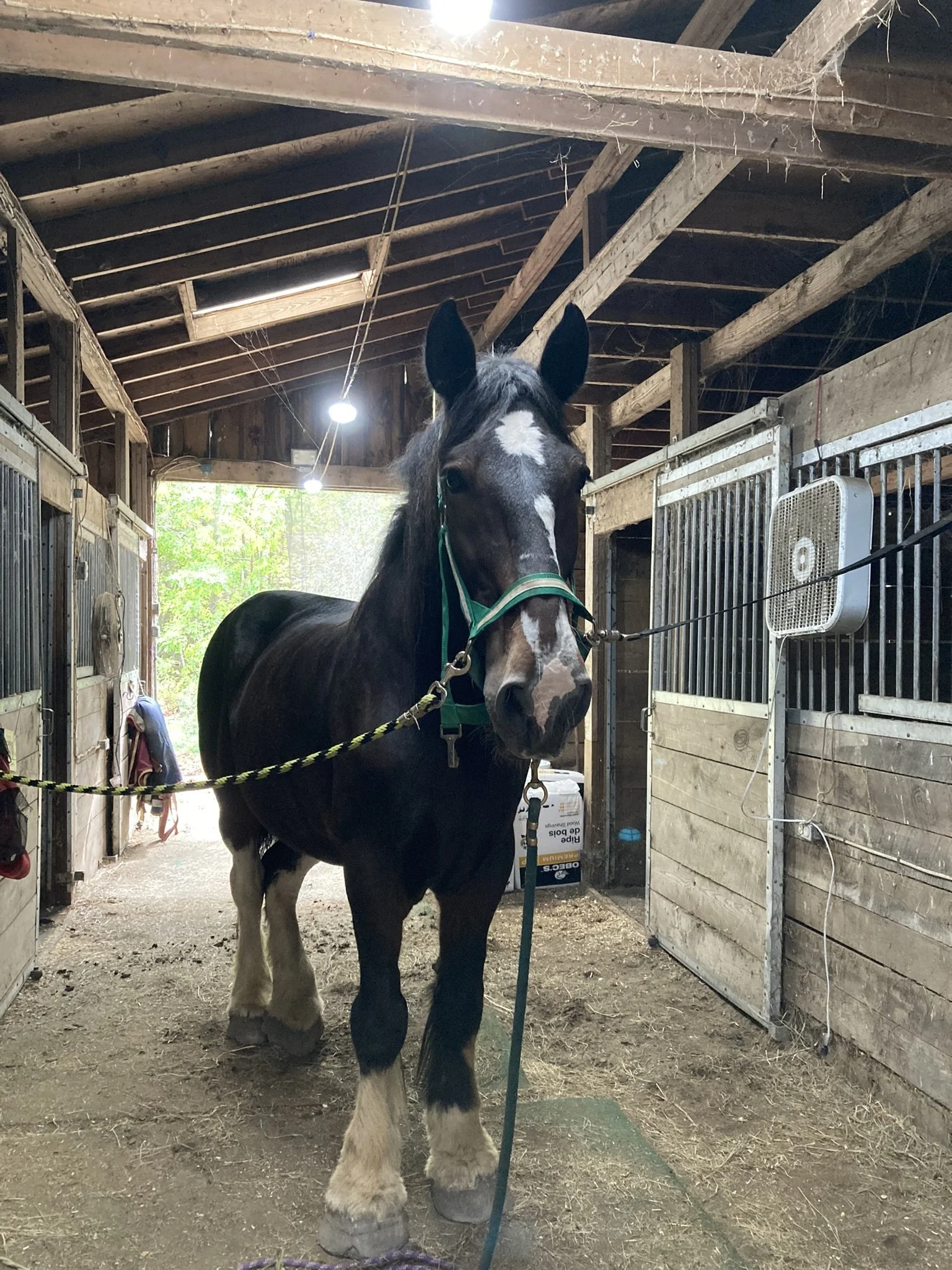 A large bay Clydesdale horse standing inside a wooden barn, facing the camera with ears upright. The horse is wearing a green halter and is attached to a rope. The barn has wooden walls and ceiling beams, with a fan mounted on the right wall and some