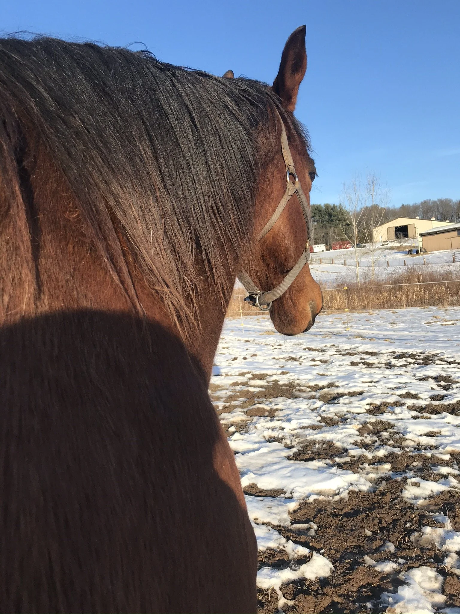 Close-up side view of a brown horse with a dark mane, wearing a halter, standing outdoors on snow-covered ground with buildings and trees in the background on a clear day.