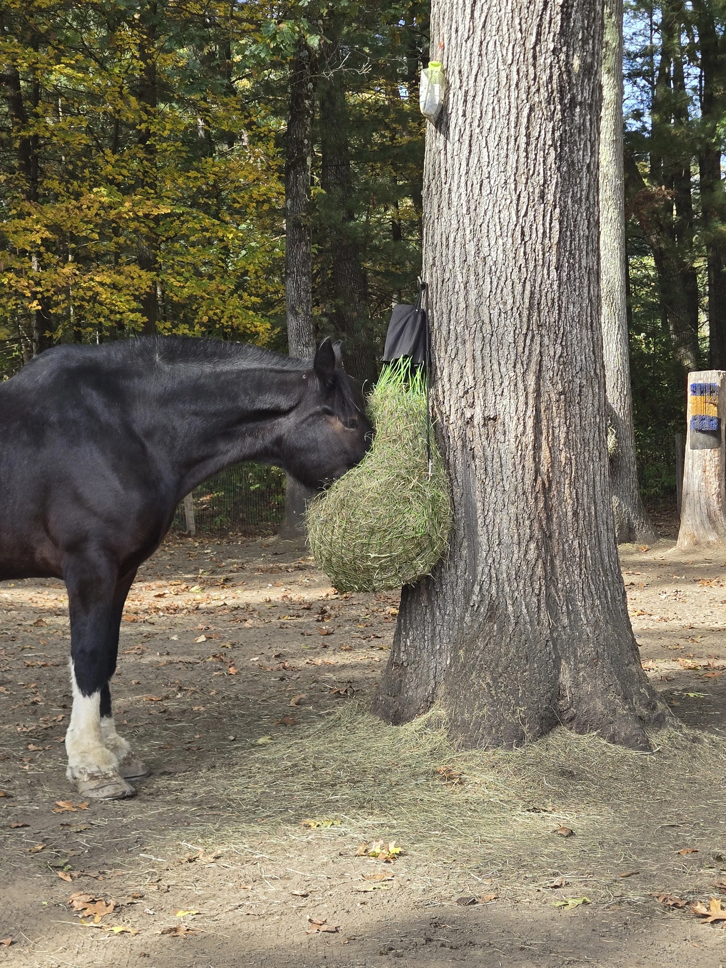 A bay Clydesdale horse with white markings on its legs is nibbling on a hay net hanging from a tree in a forest.