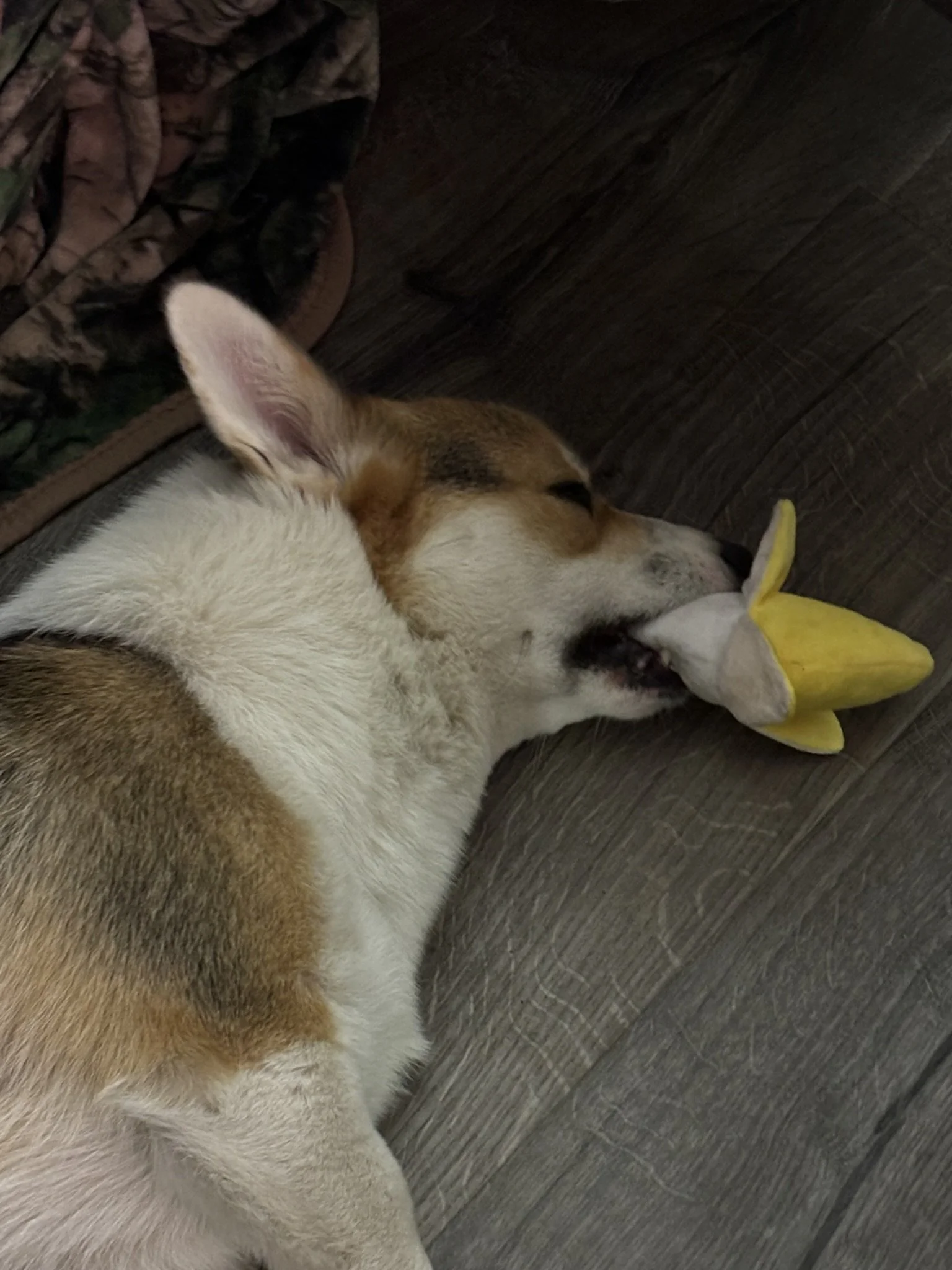A corgi puppy lying on a wooden floor, chewing on a plush toy shaped like a banana.