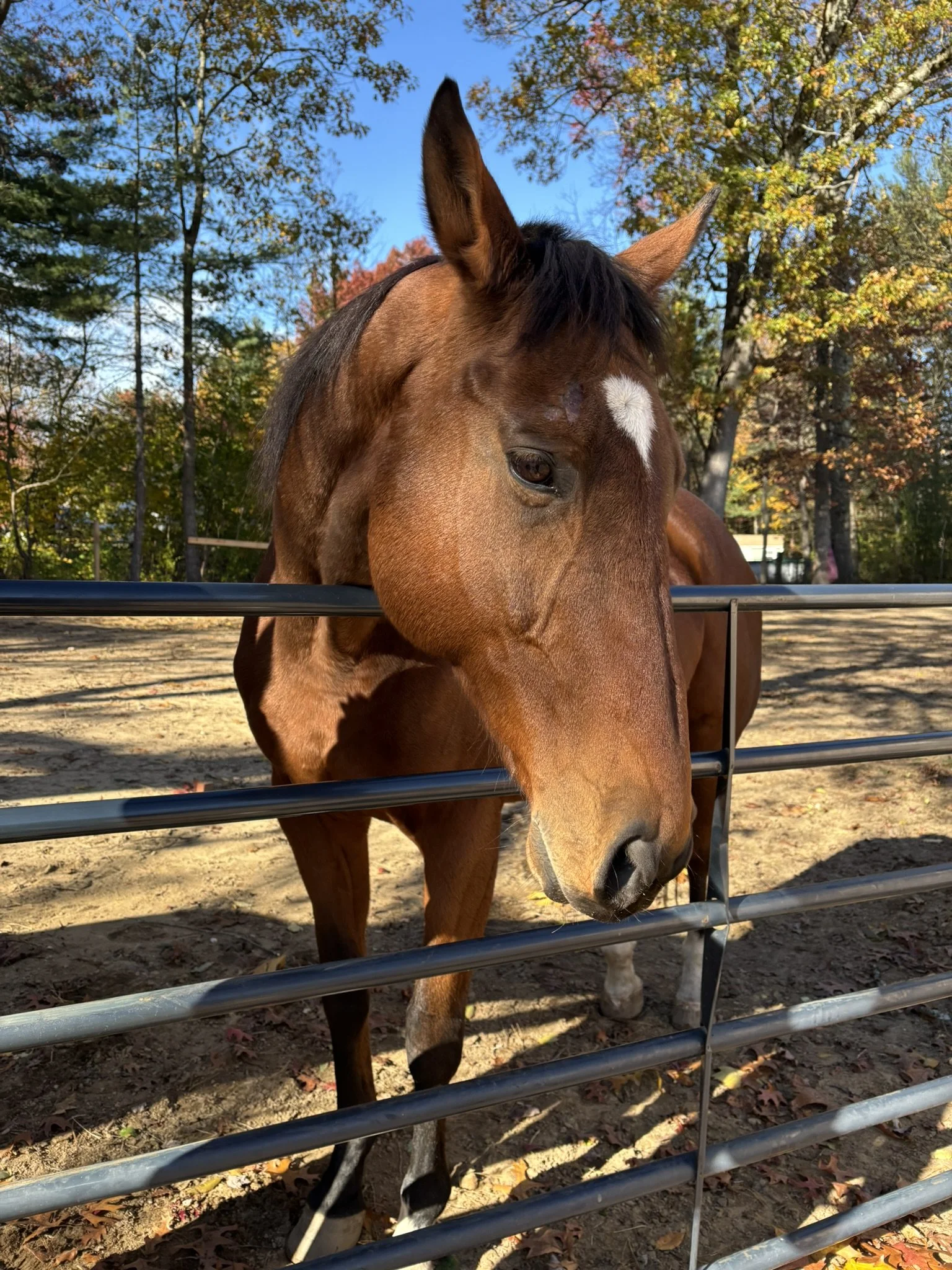 A brown thoroughbred horse with a white heart-shaped mark on its forehead leaning over a metal fence during an equine assisted learning session, outdoors on a sunny day with trees showing fall foliage in the background.