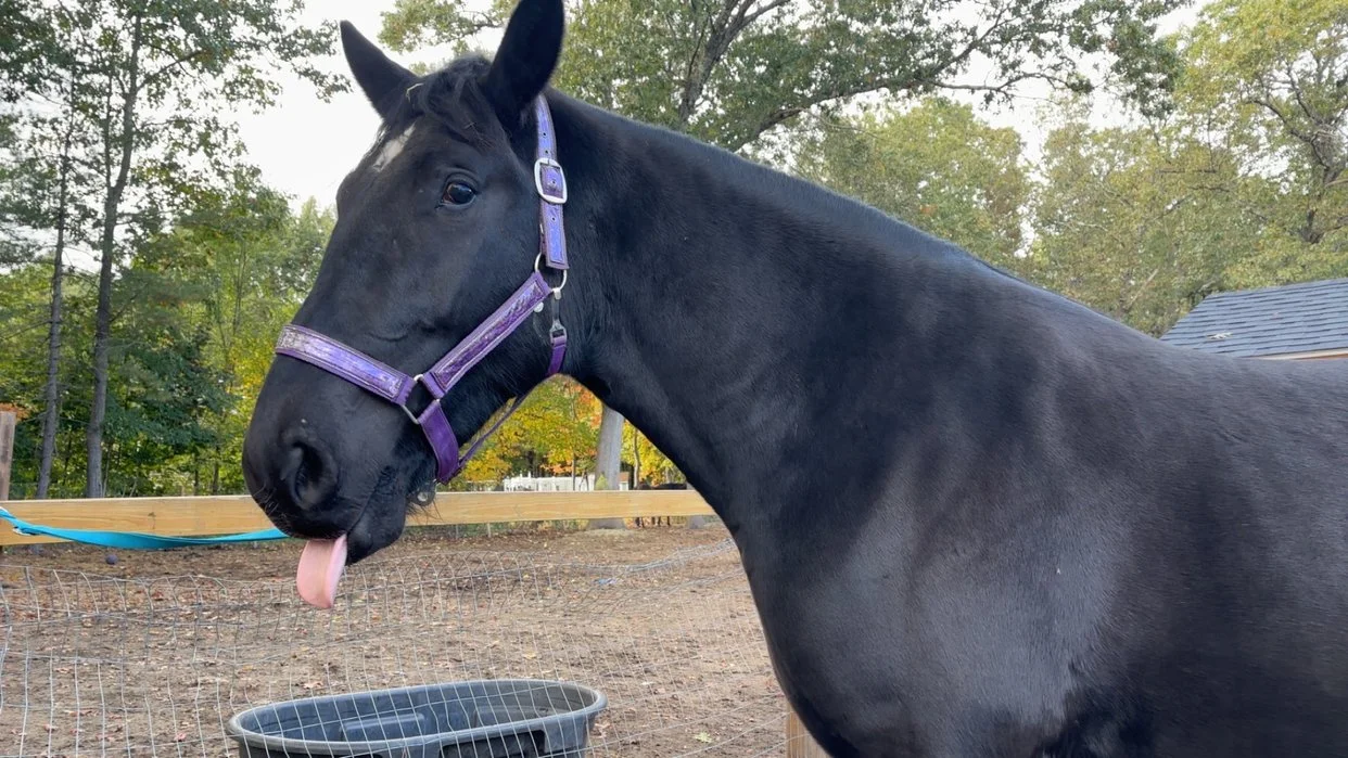 A black Percheron horse with a purple halter sticking its tongue out, standing in a fenced outdoor area with trees and a building in the background.