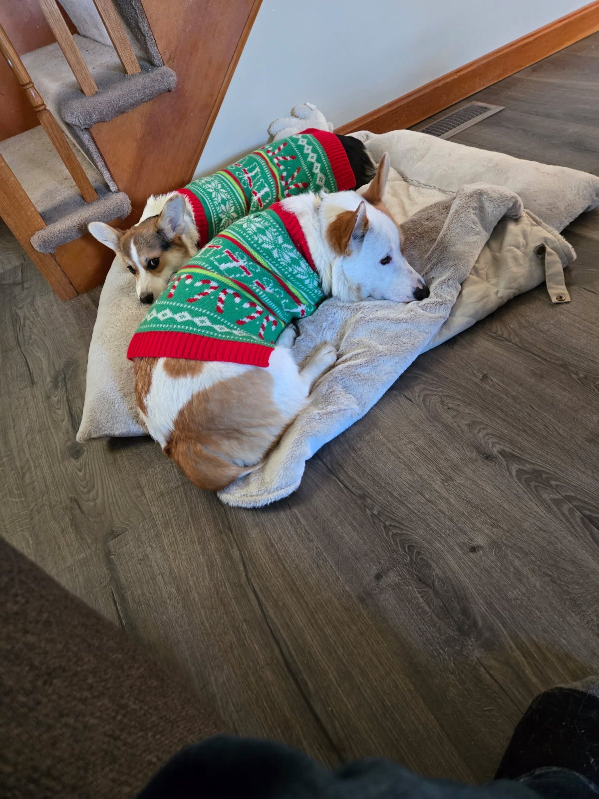 Two dogs wearing Christmas sweaters lying on a blanket on the floor indoors.