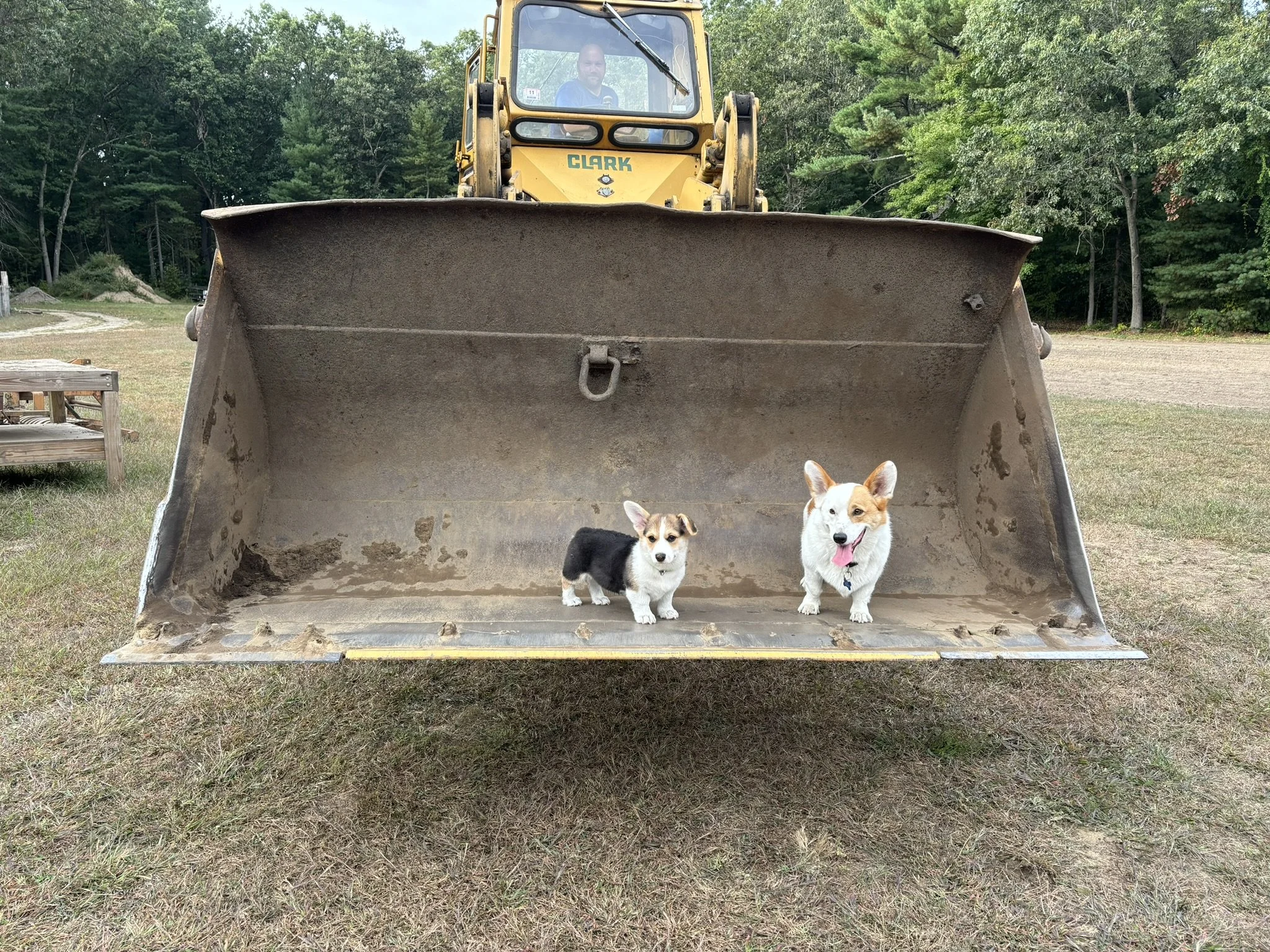 Two corgi dogs inside a large dirt bucket attached to a yellow construction vehicle in an outdoor area with grass and trees.