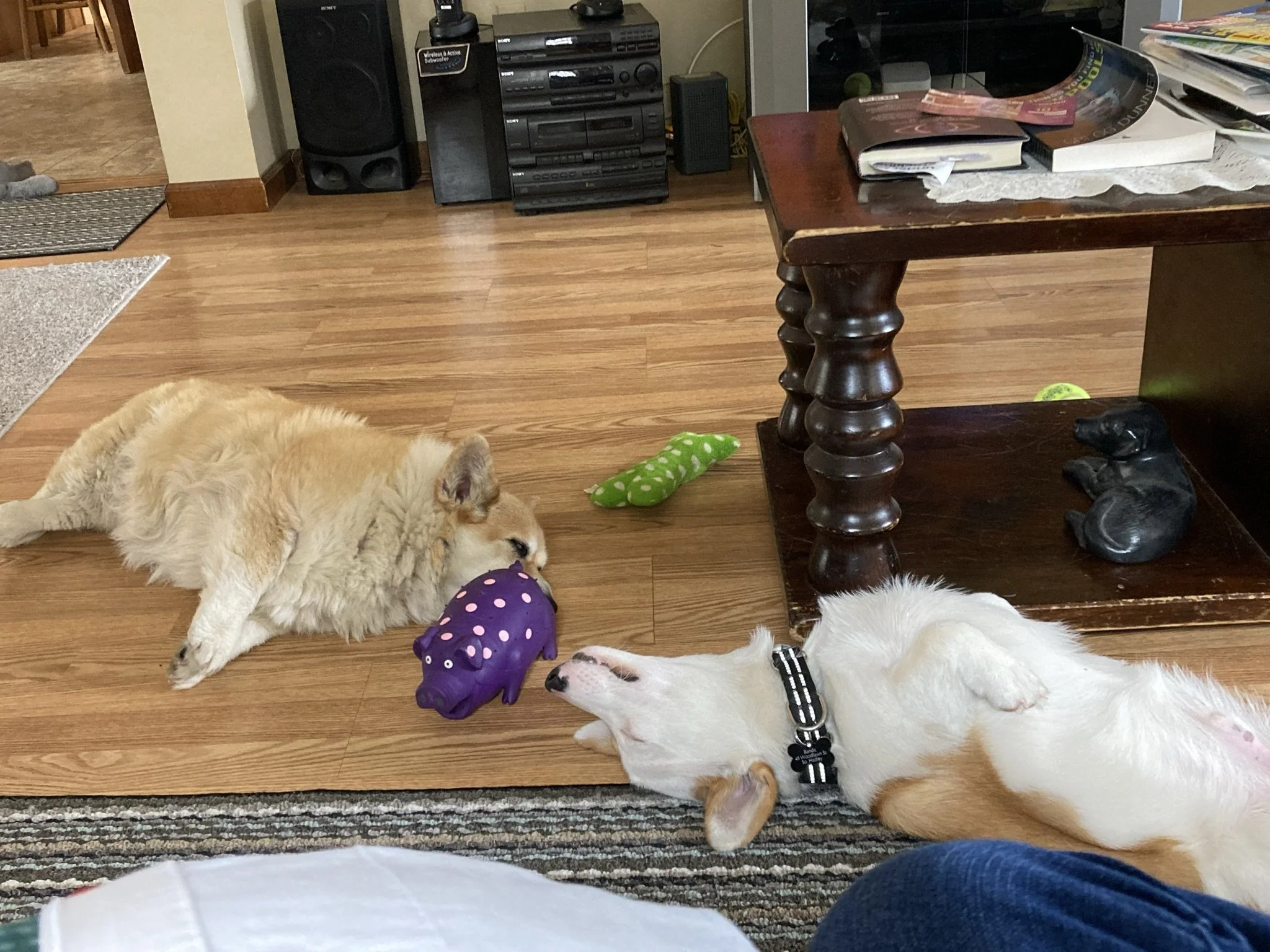Two dogs, one fluffy and light-colored, the other white with brown markings, are lying on the floor facing each other inside a living room. The fluffy dog is near two purple and green plush toys. The white dog is wearing a collar and is partially vis