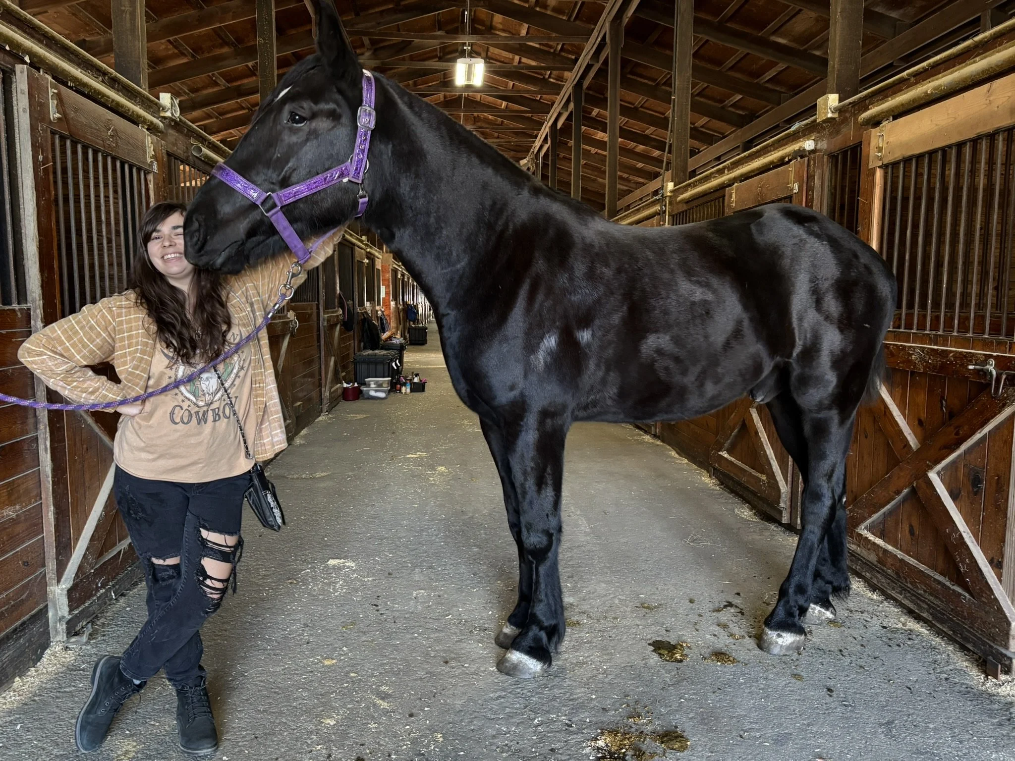 A young girl with long brown hair, wearing a beige plaid shirt, a tan T-shirt with a cow graphic and the word 'COWBOY', ripped black jeans, and black boots, stands inside a barn. She is smiling and rubbing the nose of a large black horse with a purple halter, which is facing her and standing on a concrete floor with some manure and hay. The barn has wooden stalls and a high, wooden ceiling.