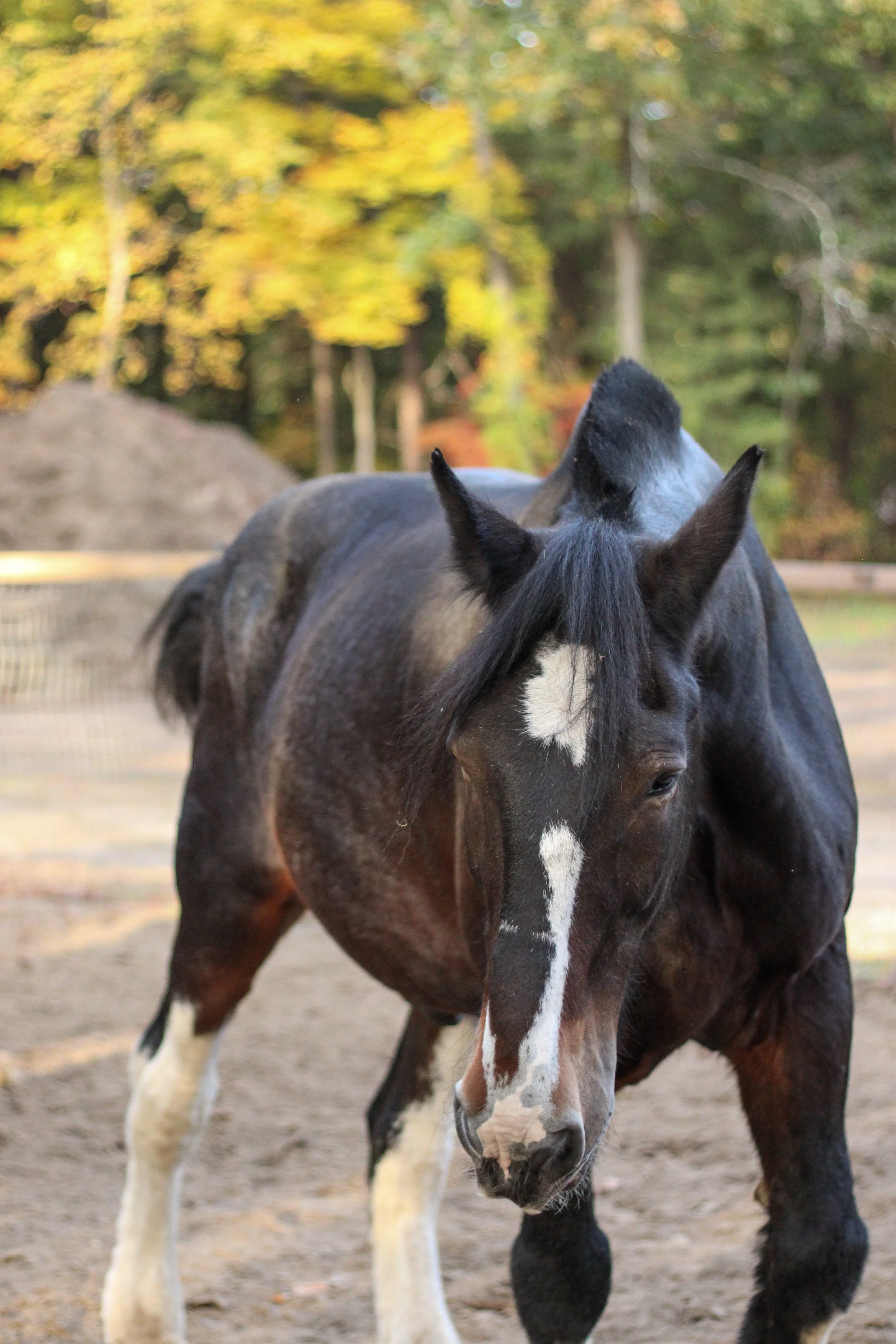 A bay Clydesdale horse working at liberty during an equine assisted learning session held outdoors in a dirt enclosure with fall-colored trees in the background.