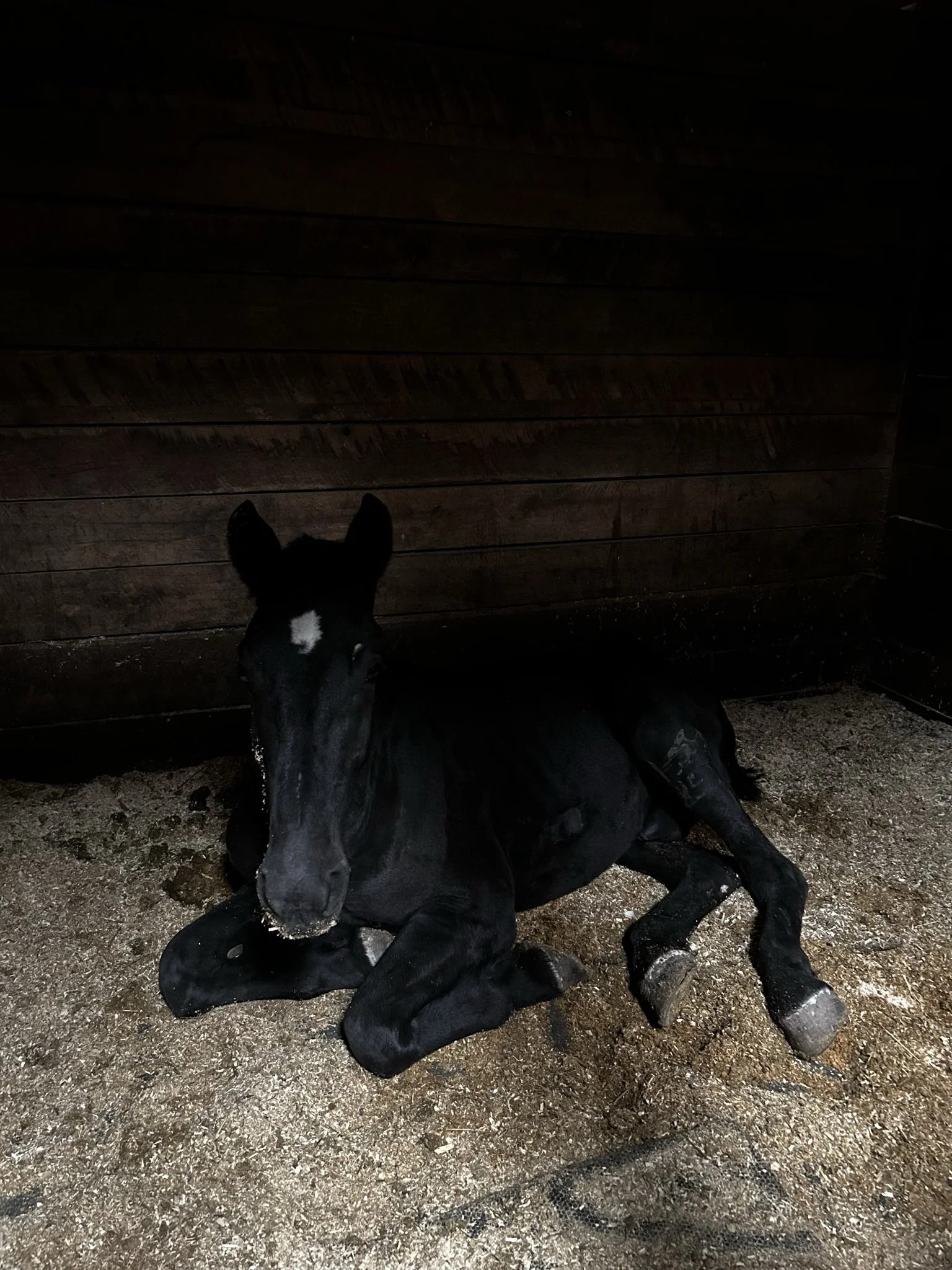 A black foal lying on the bedding inside a stable, with a white star marking on its forehead.