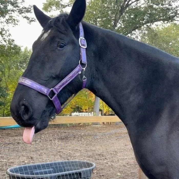 Black horse wearing a purple halter with its tongue out, standing outdoors near a fence and trees.