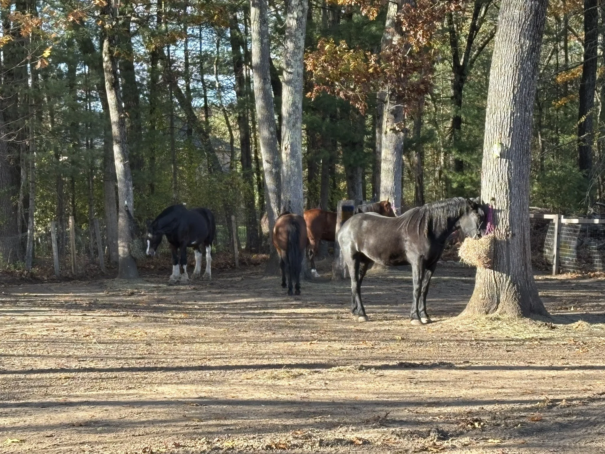 Several horses grazing and resting in a wooded outdoor area during daylight, with trees in the background.