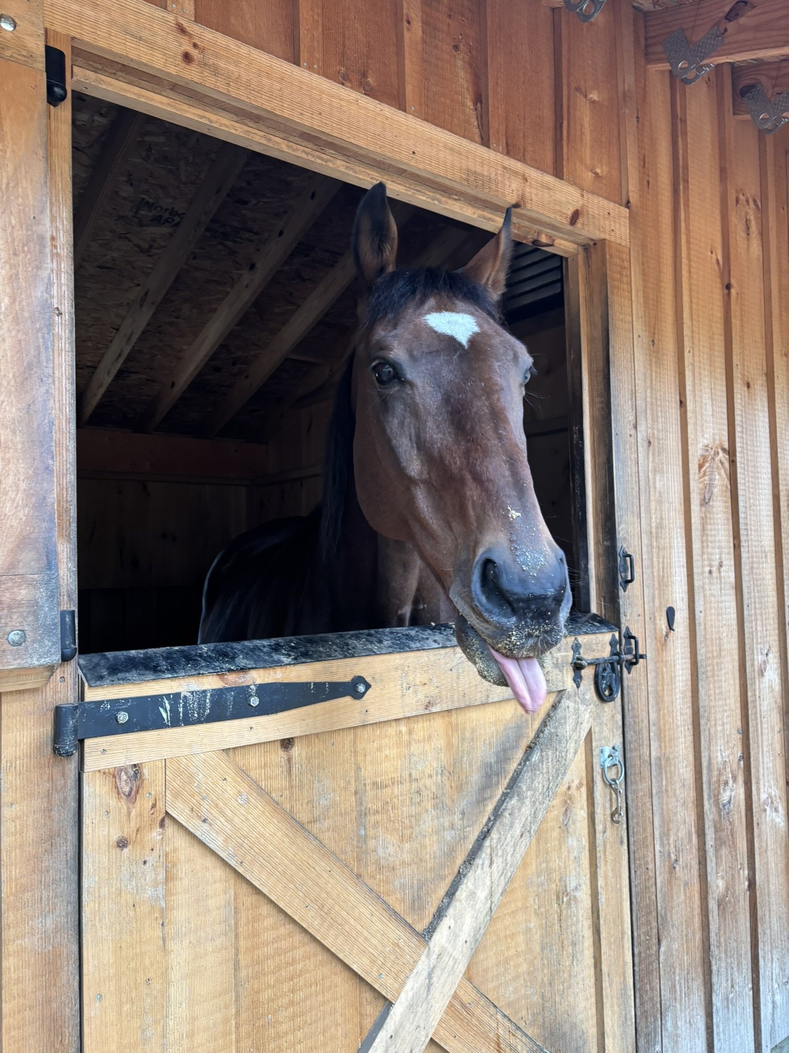 A brown thoroughbred horse with a white star on its forehead sticks out its tongue while looking out of a wooden horse stall.