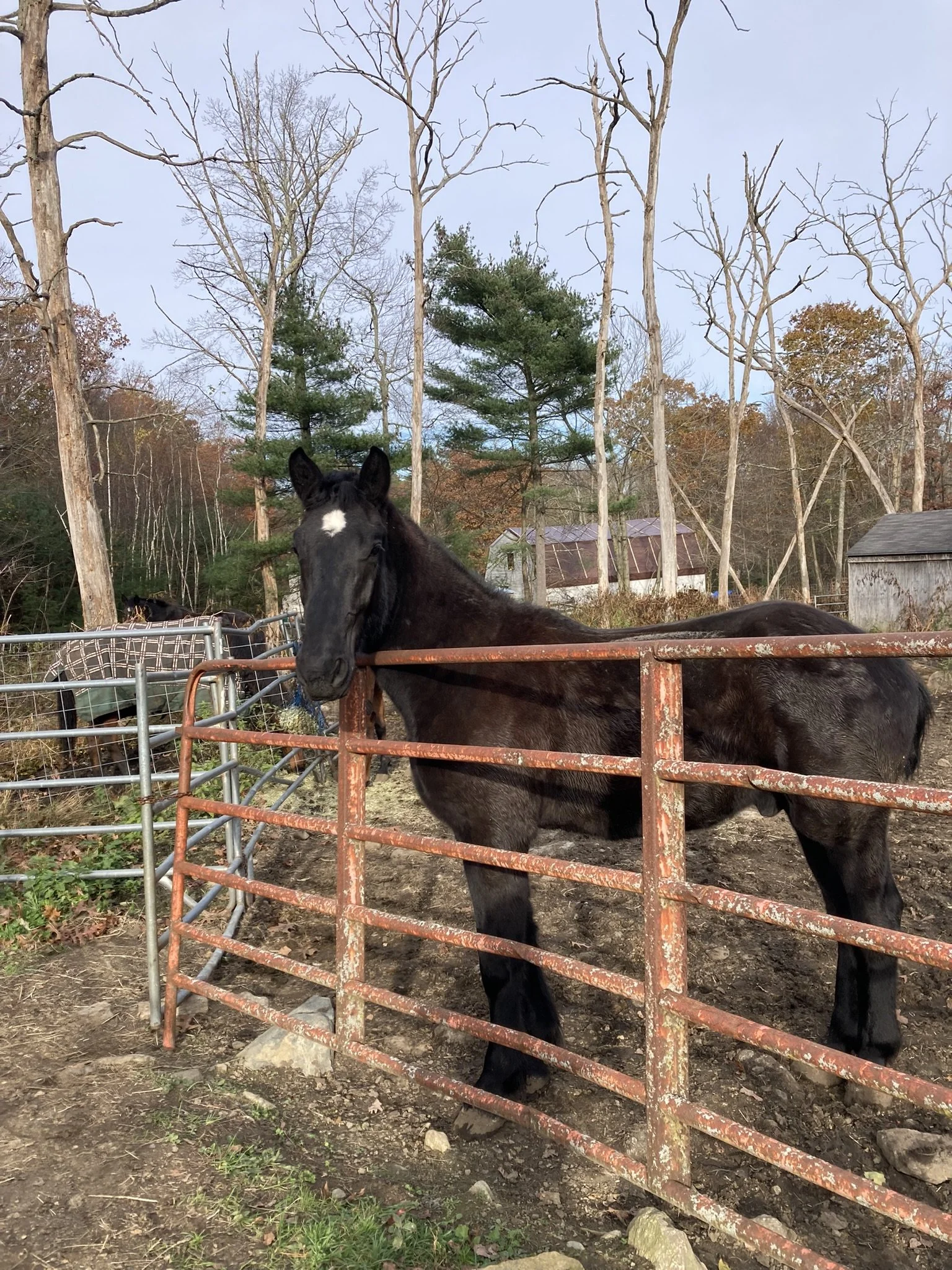 A black horse with a white star on its forehead standing behind a rusty metal fence on a farm, with leafless trees and a few buildings in the background.