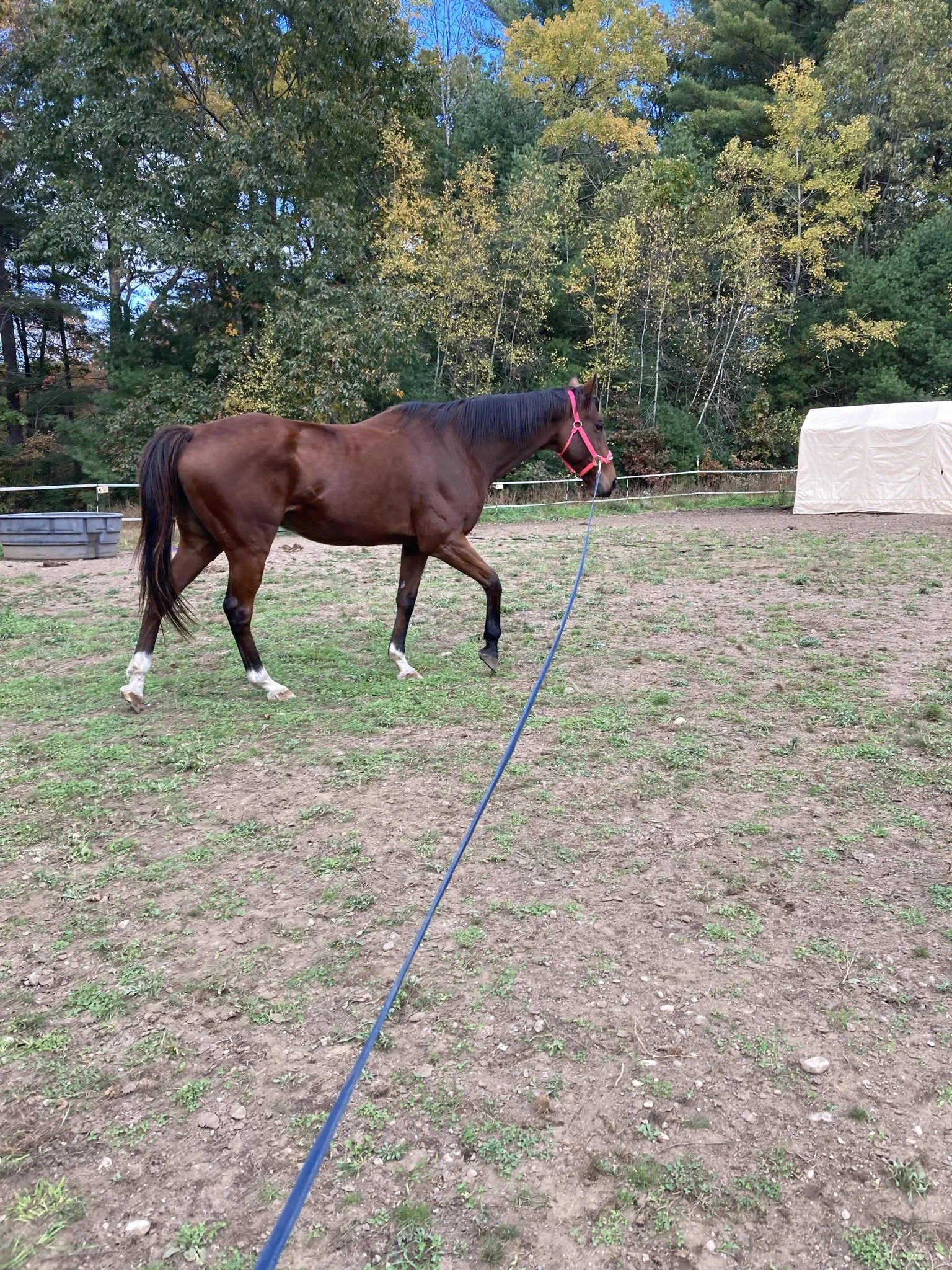 A brown thoroughbred horse wearing a pink halter is walking on a lunge line in a dirt and grass field with a wooded area in the background.