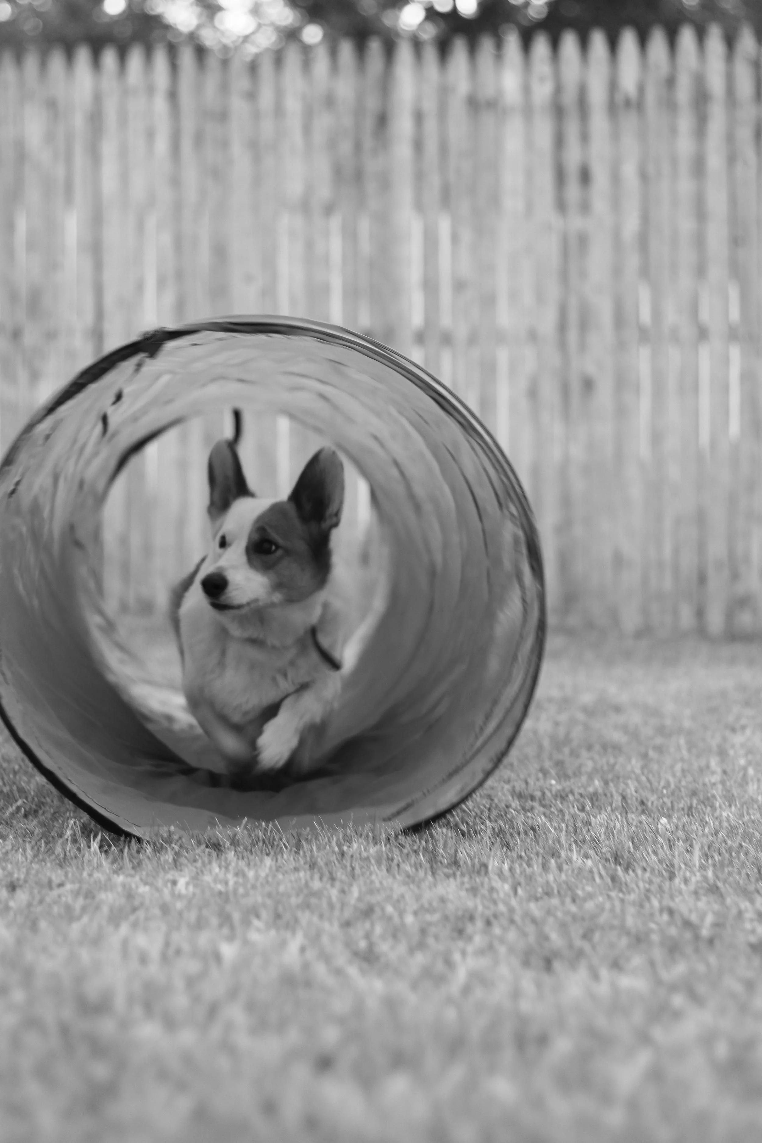 A dog running through a tunnel on a grassy yard.