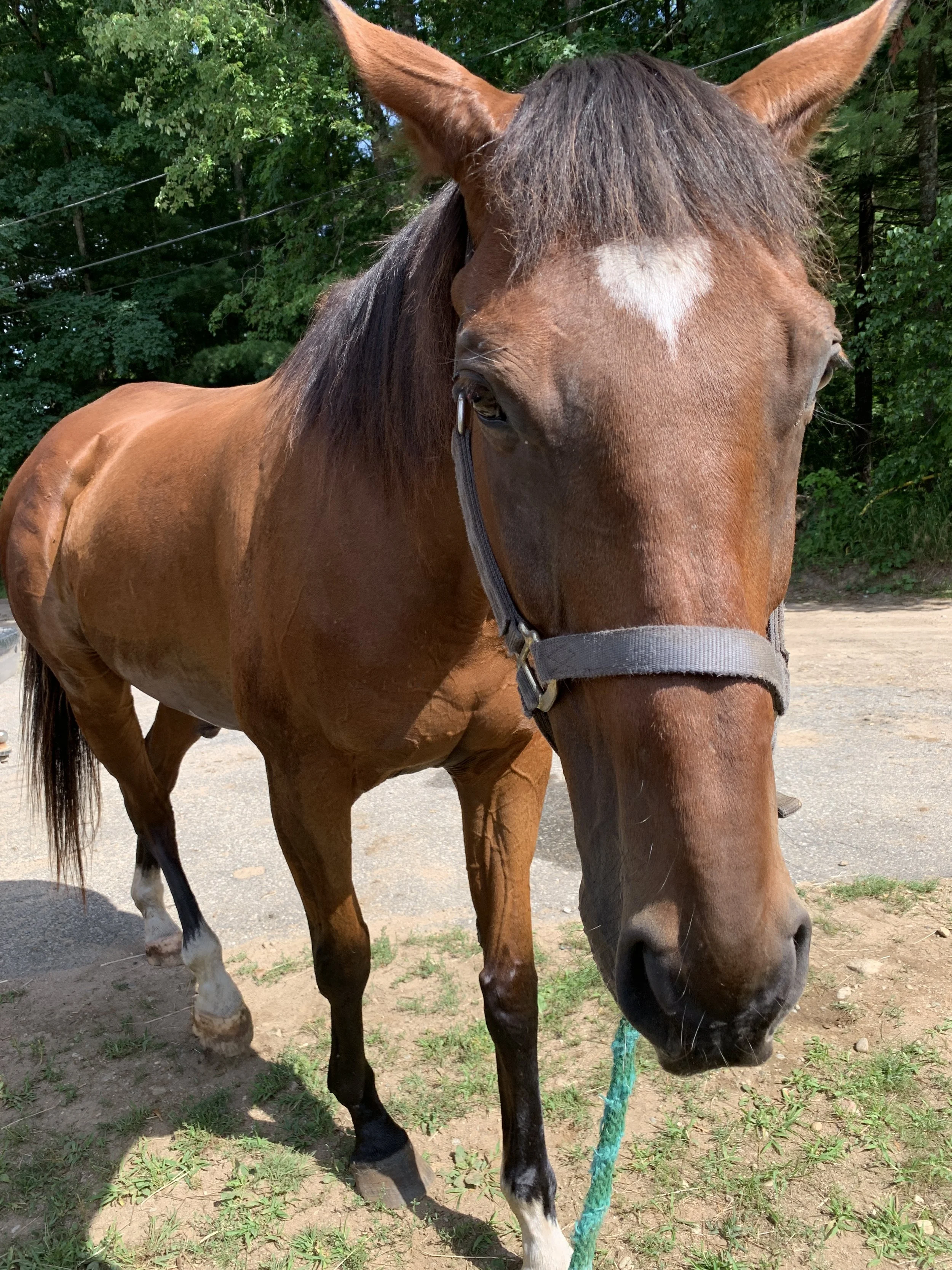 Close-up of a brown thoroughbred horse with a black mane, wearing a halter, standing on a dirt and grass area outdoors with green trees in the background.