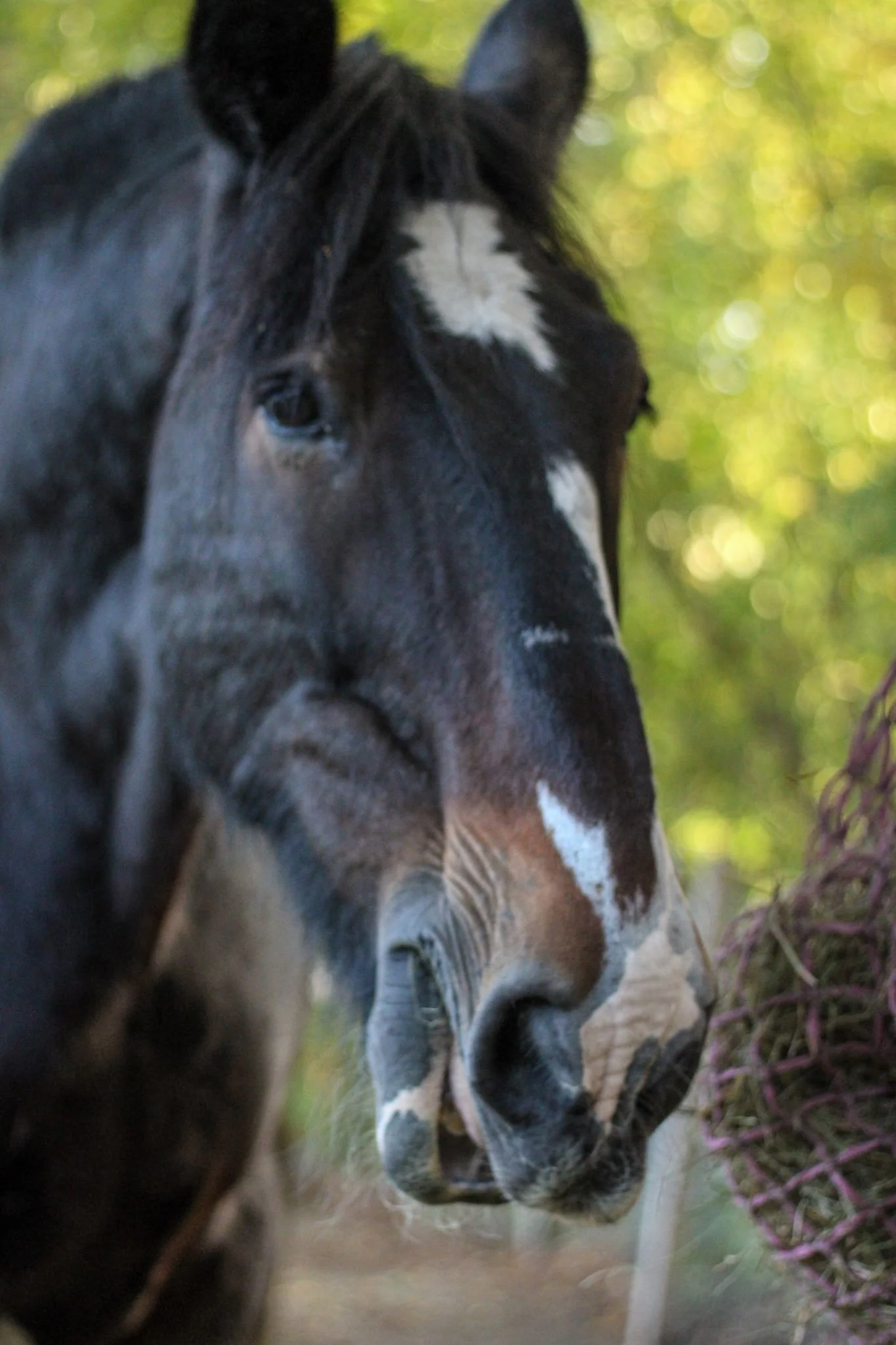 Close-up of a brown and white horse's face with a blurred green background.