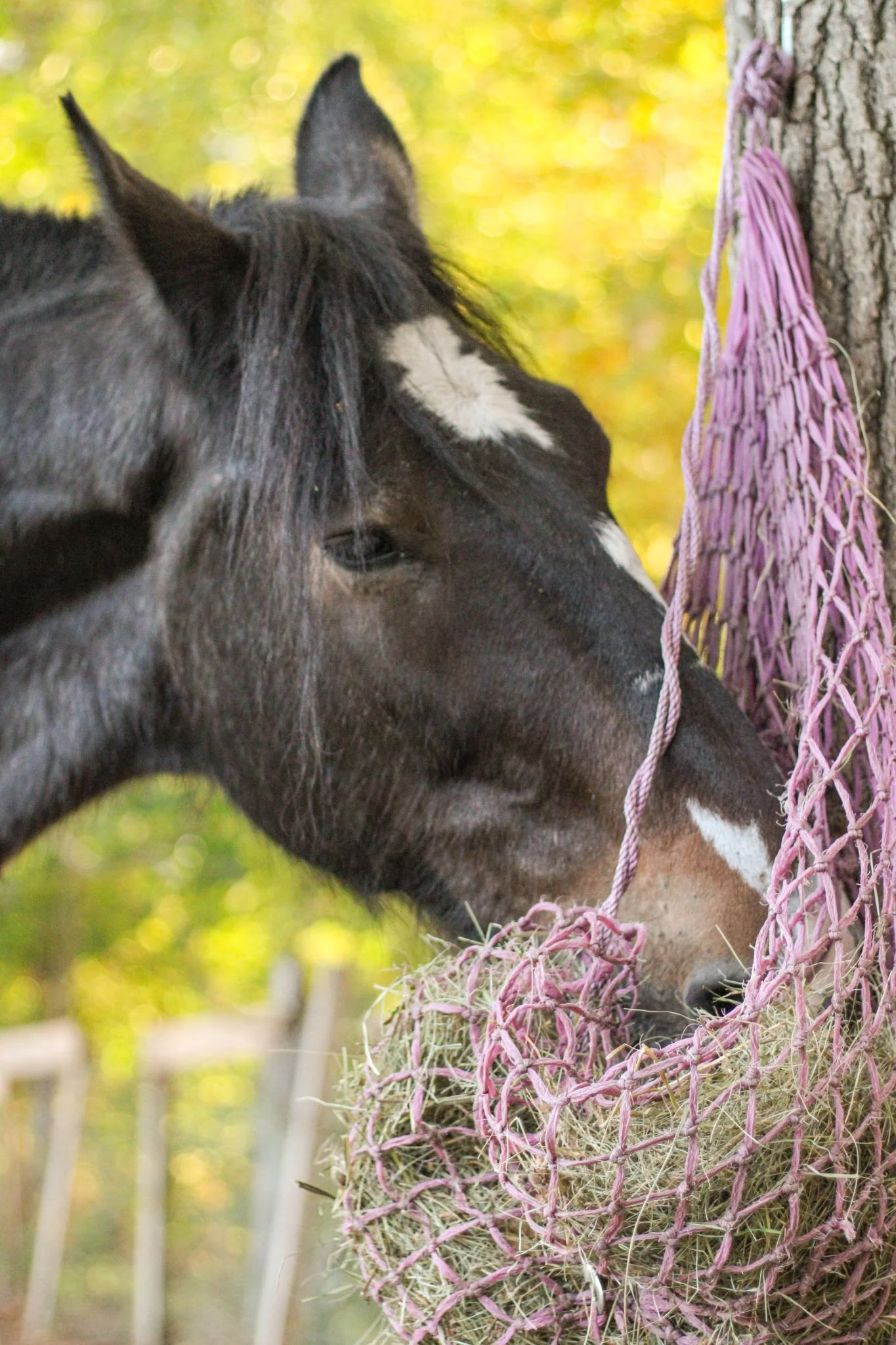 Close-up of a brown and white horse eating hay from a pink net wrapped around a tree trunk, with a background of blurred yellow and green foliage.