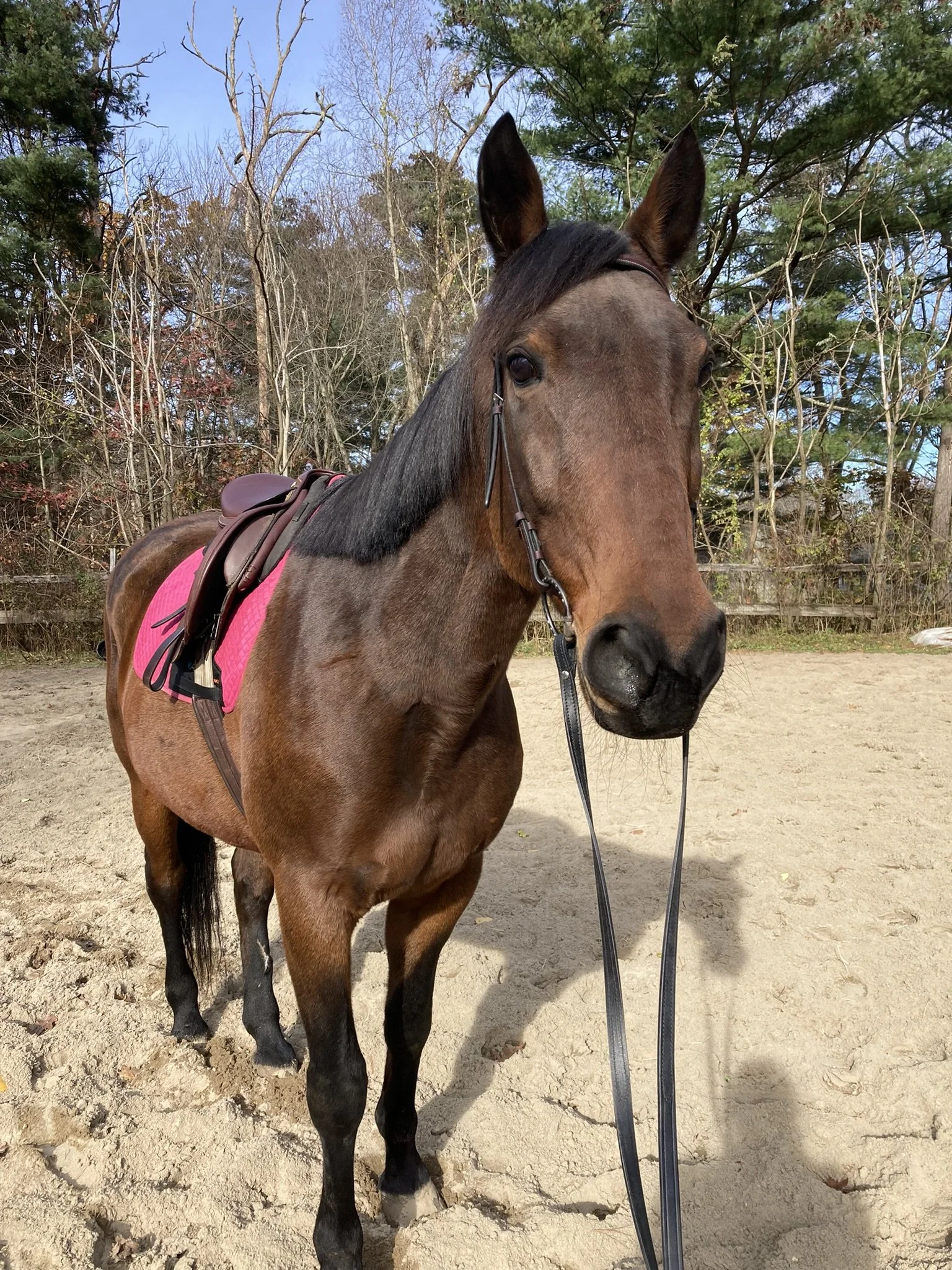 Brown horse with a pink saddle blanket standing on sandy ground outdoors with trees in the background.