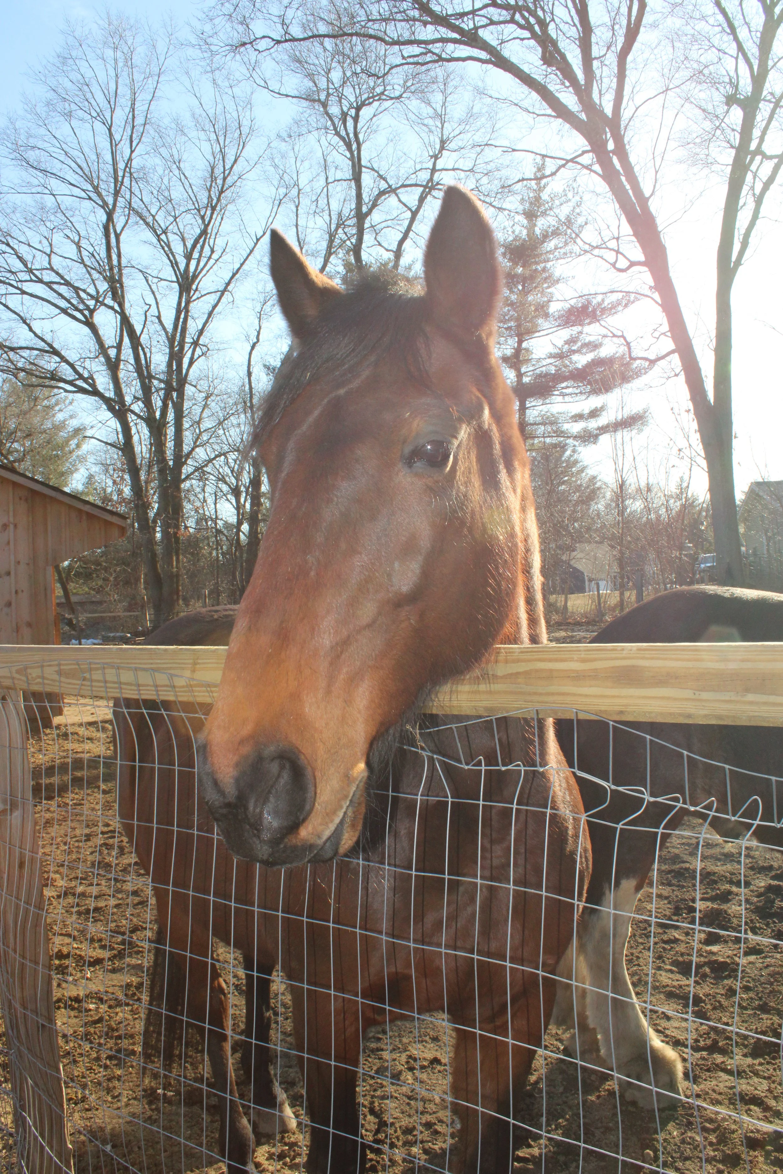 A brown standardbred horse standing behind a wire fence, with bare trees and a wooden shed in the background, sunlight shining in a farm setting.