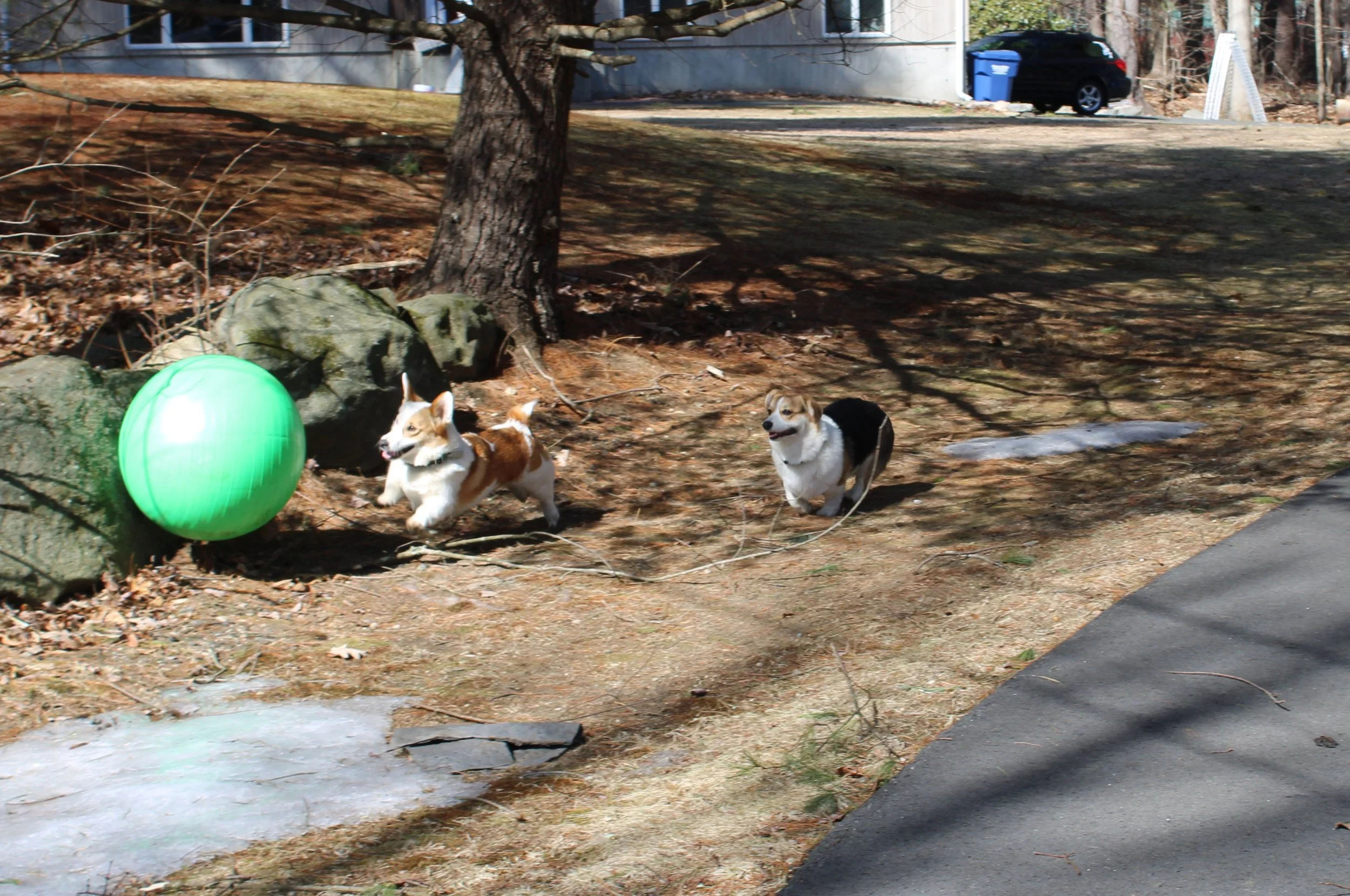 Two corgi dogs playing outside near a large green ball, in a yard with leafless trees and patches of ice, with a driveway and parked cars in the background.