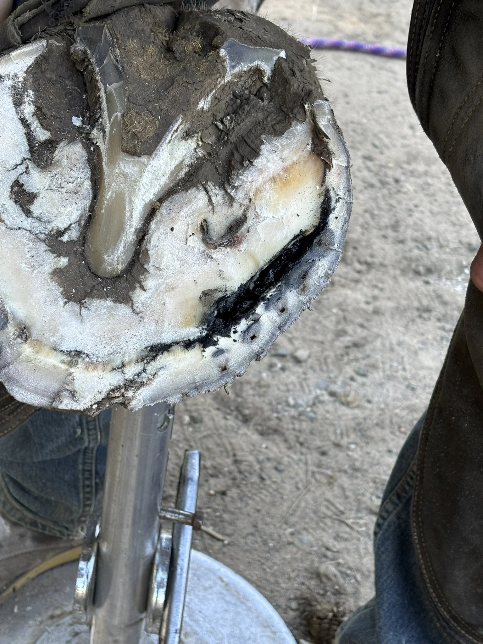 Close-up of a horses hoof being trimmed by a farrier with an abscess present