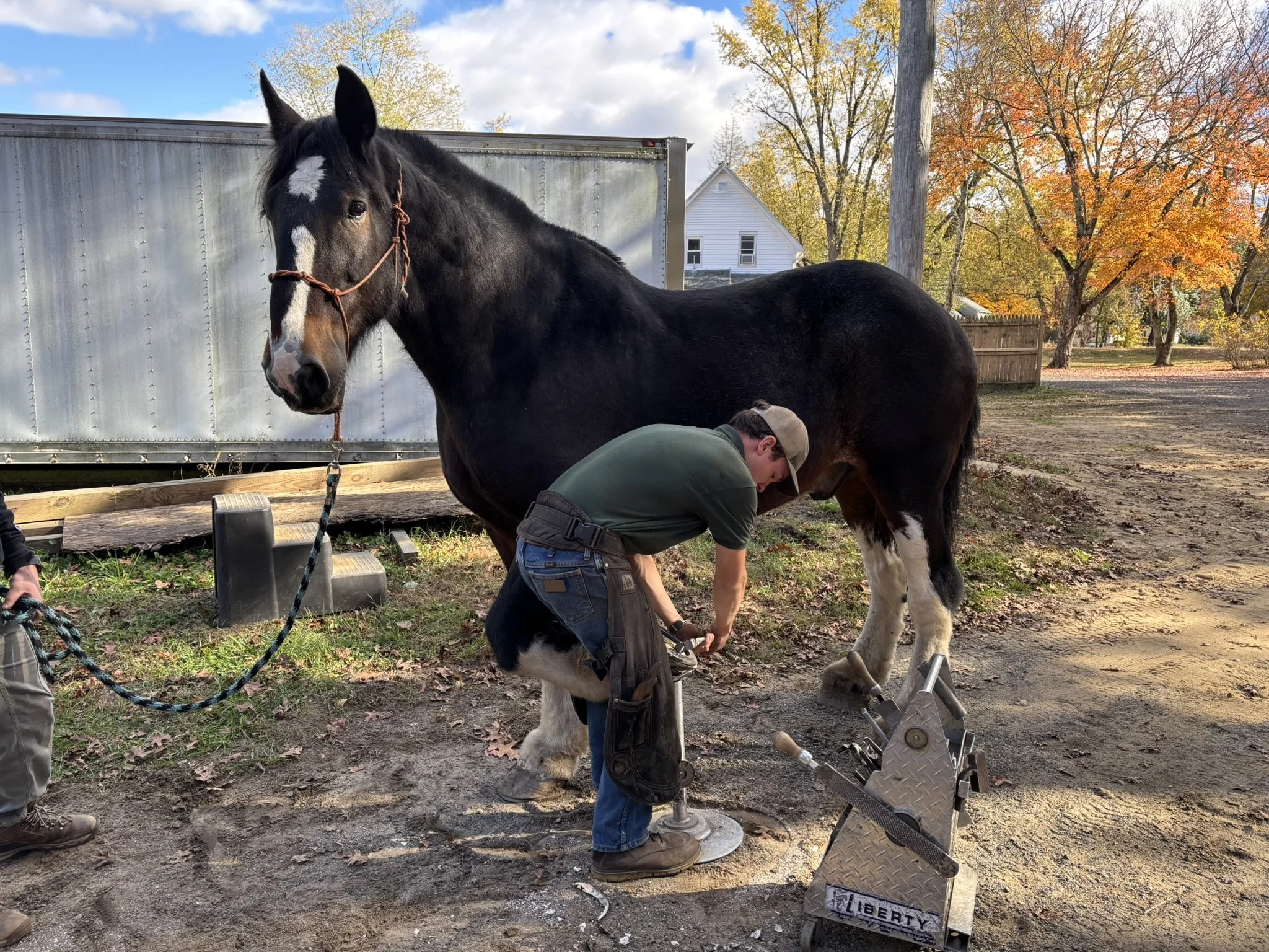 A farrier shoes a large brown and white Clydesdale horse outdoors in a backyard with autumn trees and houses in the background.