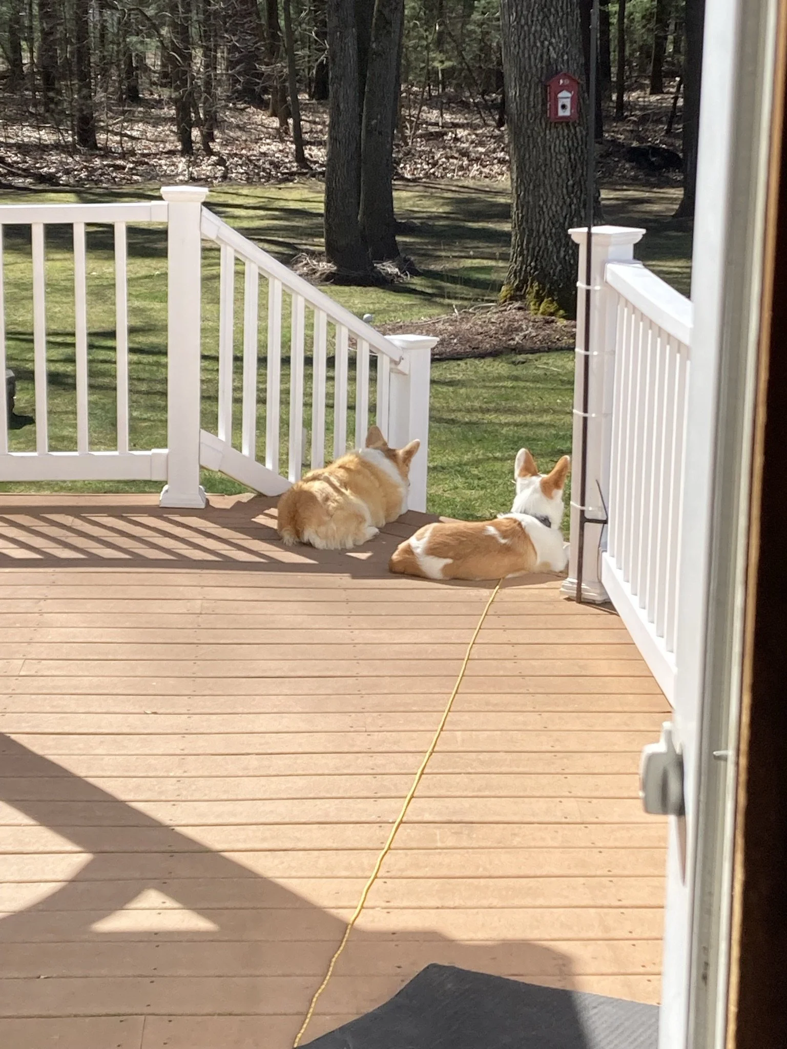 Two dogs lying on a wooden porch with white railings, overlooking a green yard and trees in the background.
