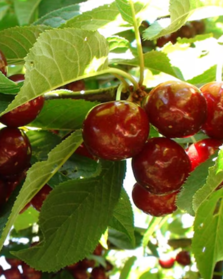 Close-up of ripe red cherries growing on a cherry tree with green leaves.