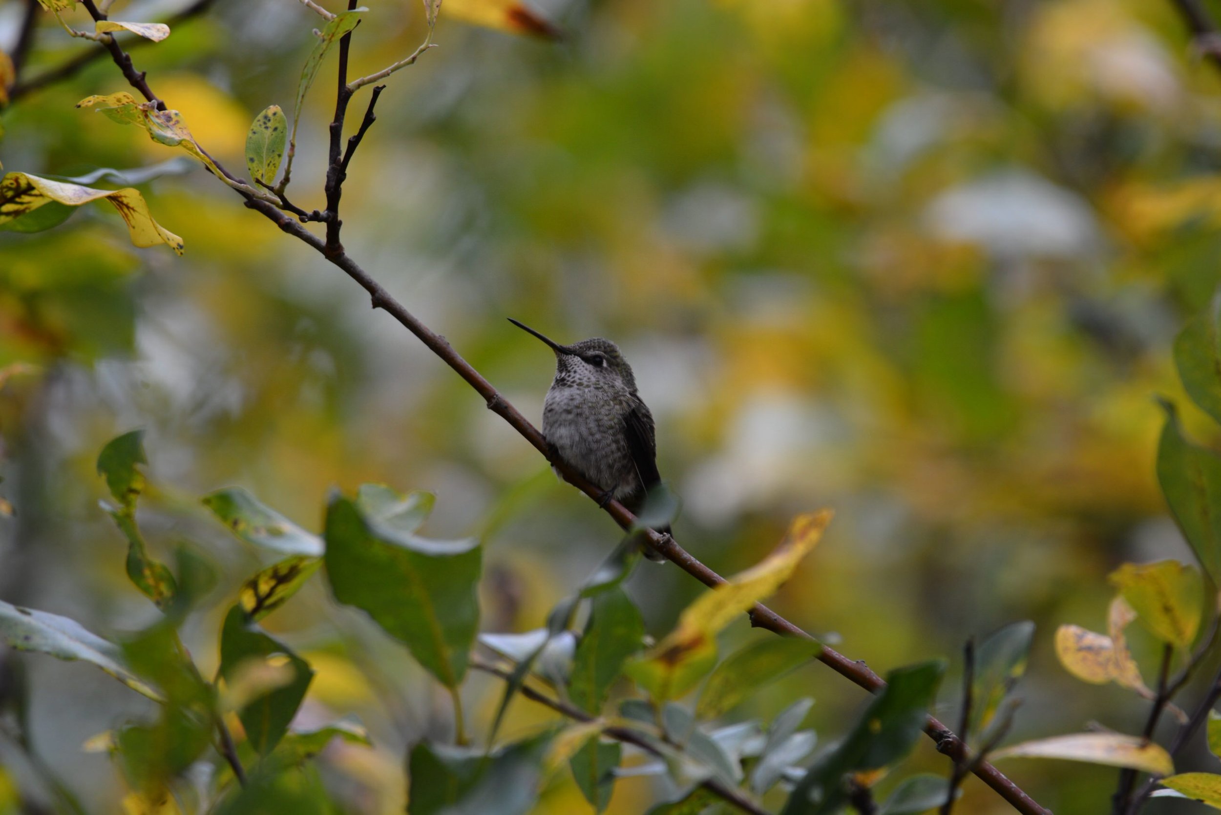 Hummingbird in Lake Clark National Park