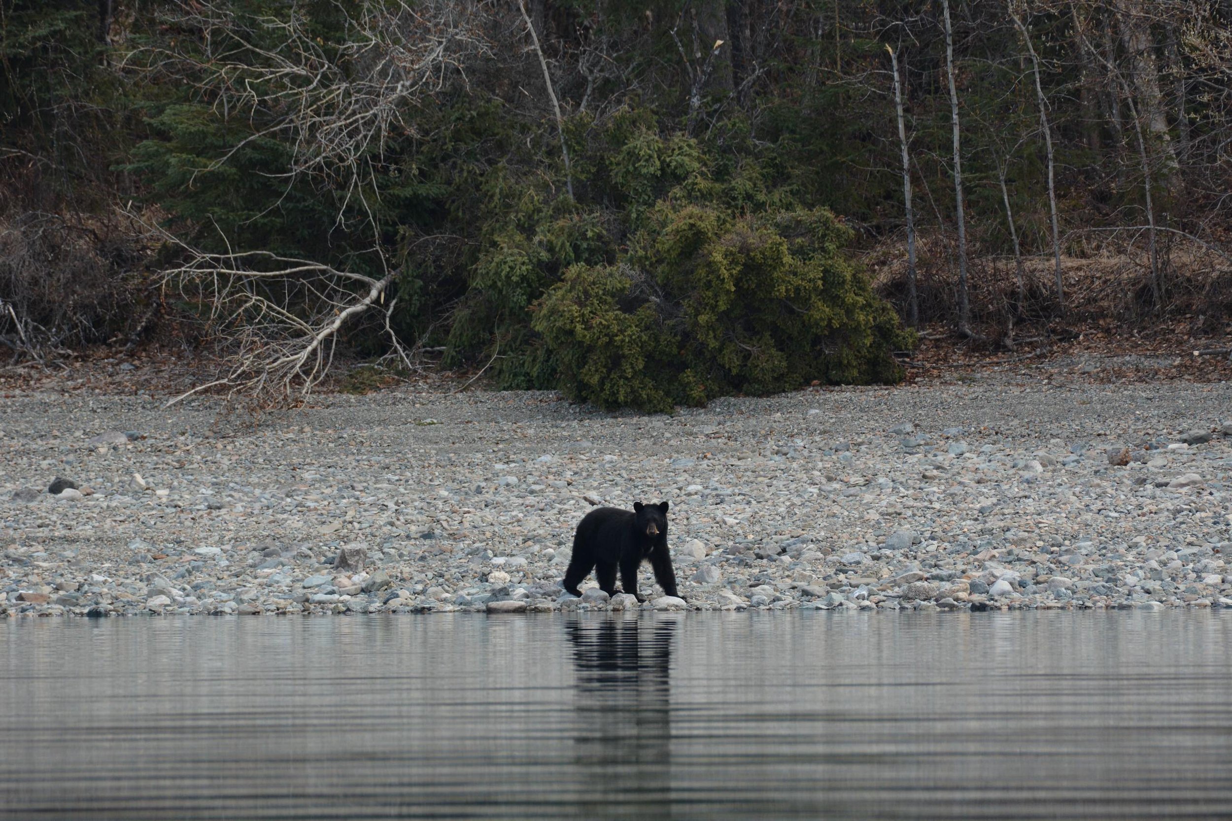 Black bear on shores of Lake Clark