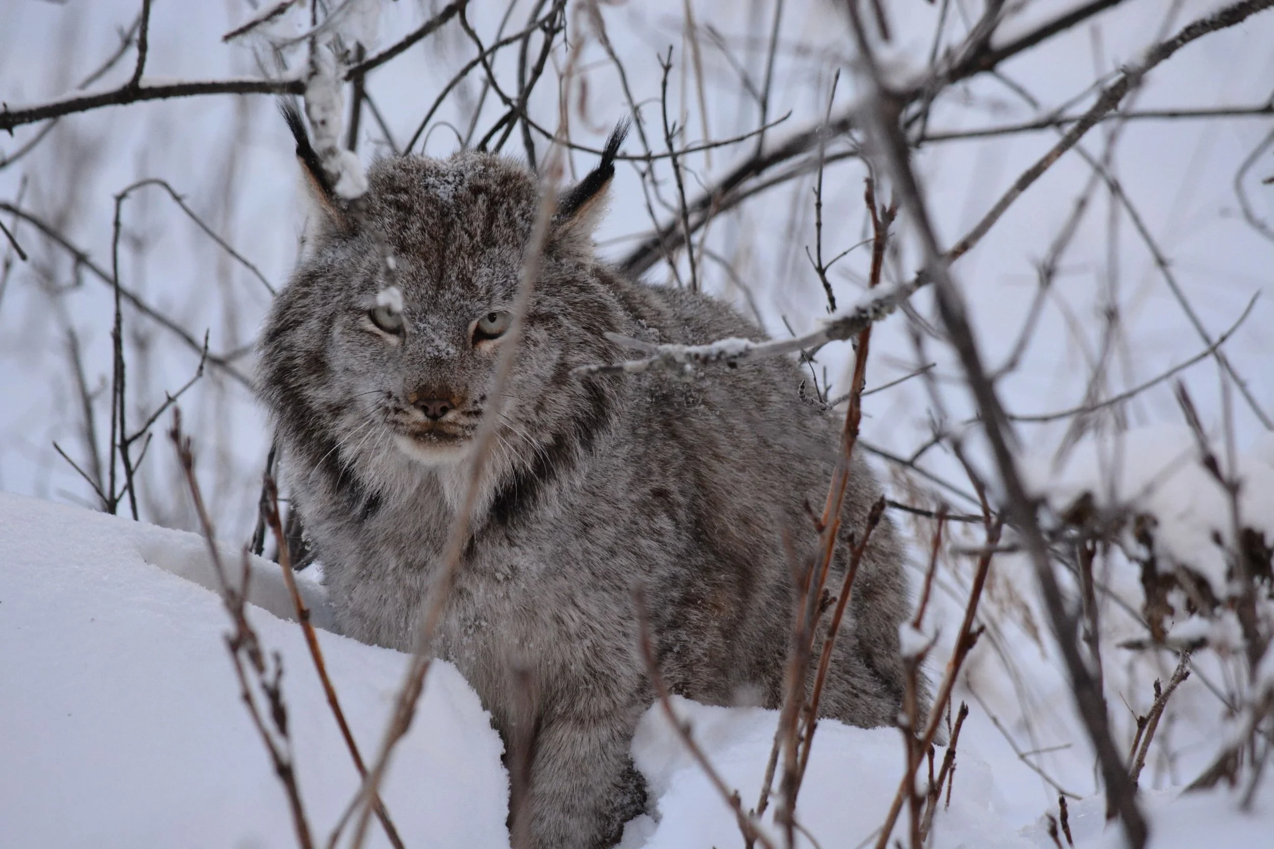 Lynx in Lake Clark National Park