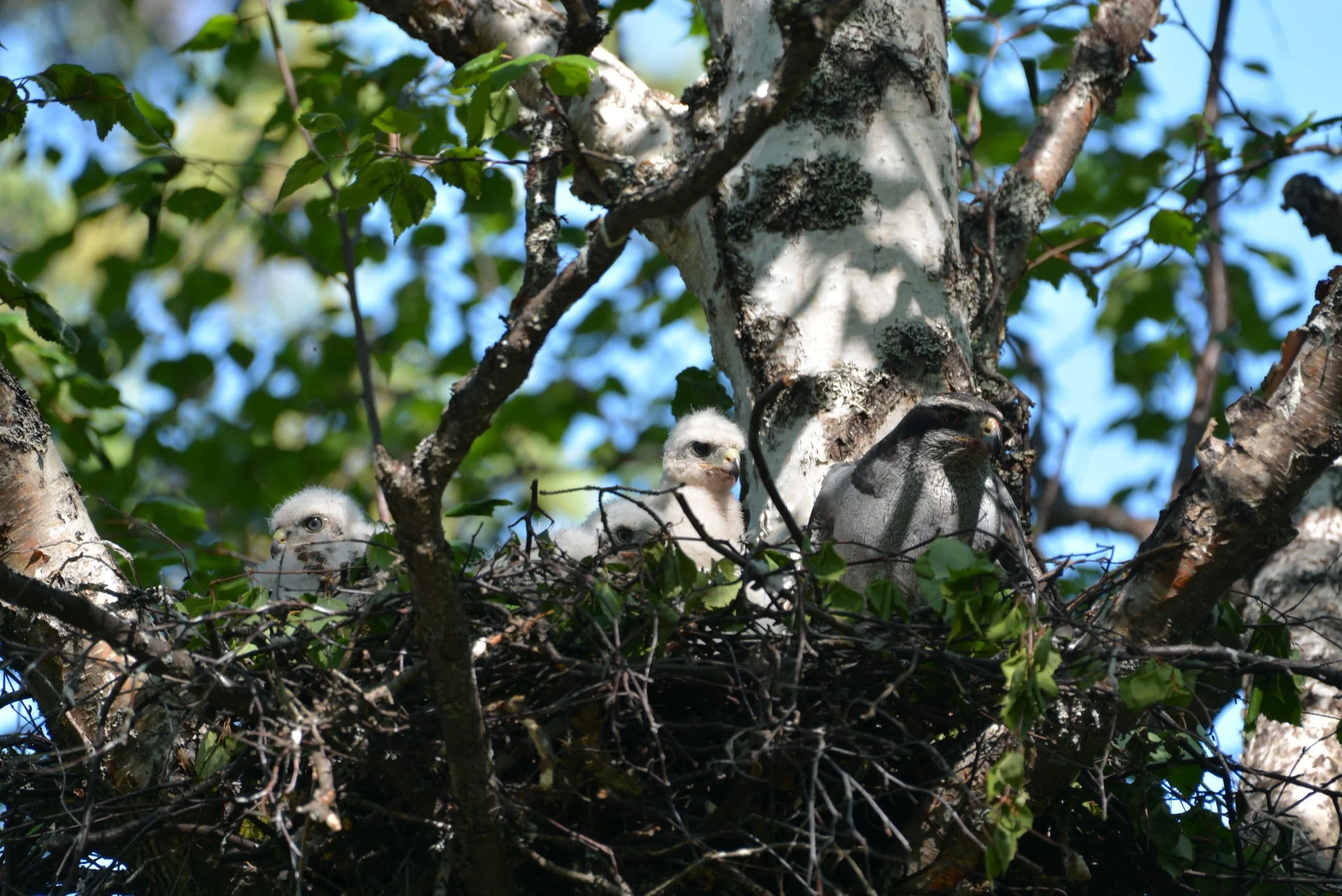 Falcon nest in Lake Clark National Park