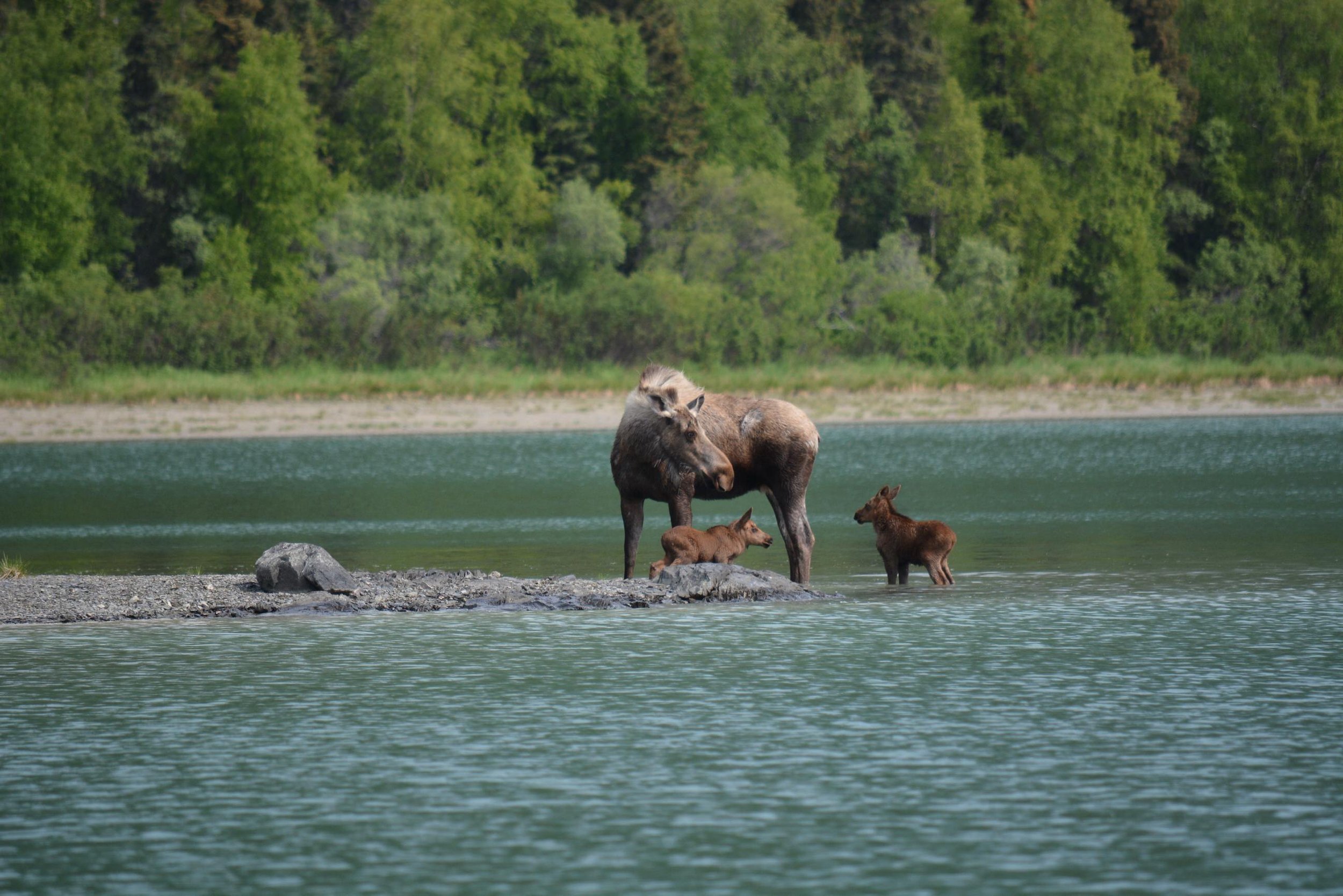 Moose and calves in Lake Clark National Park