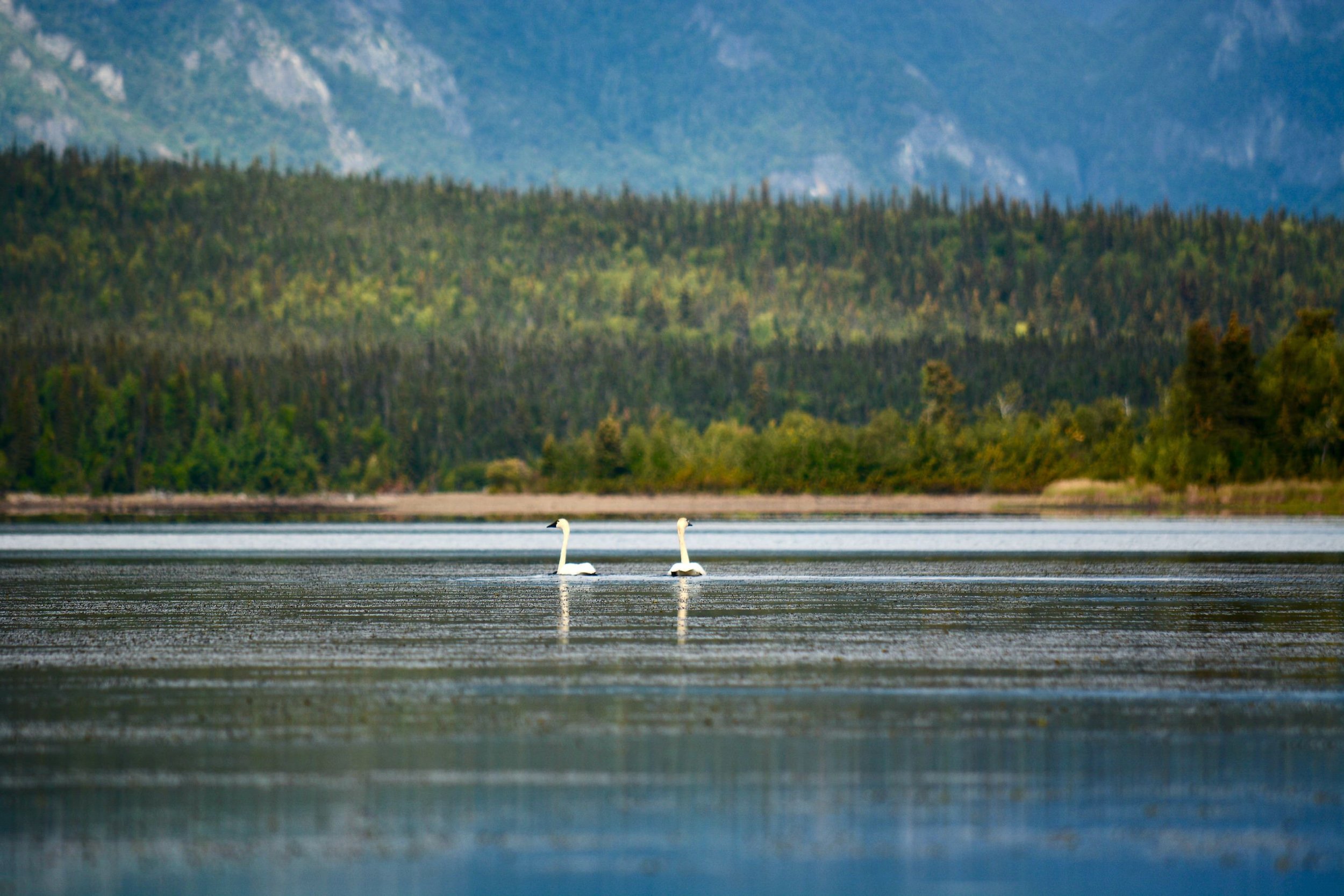 Swans swimming in Lake Clark, Alaska