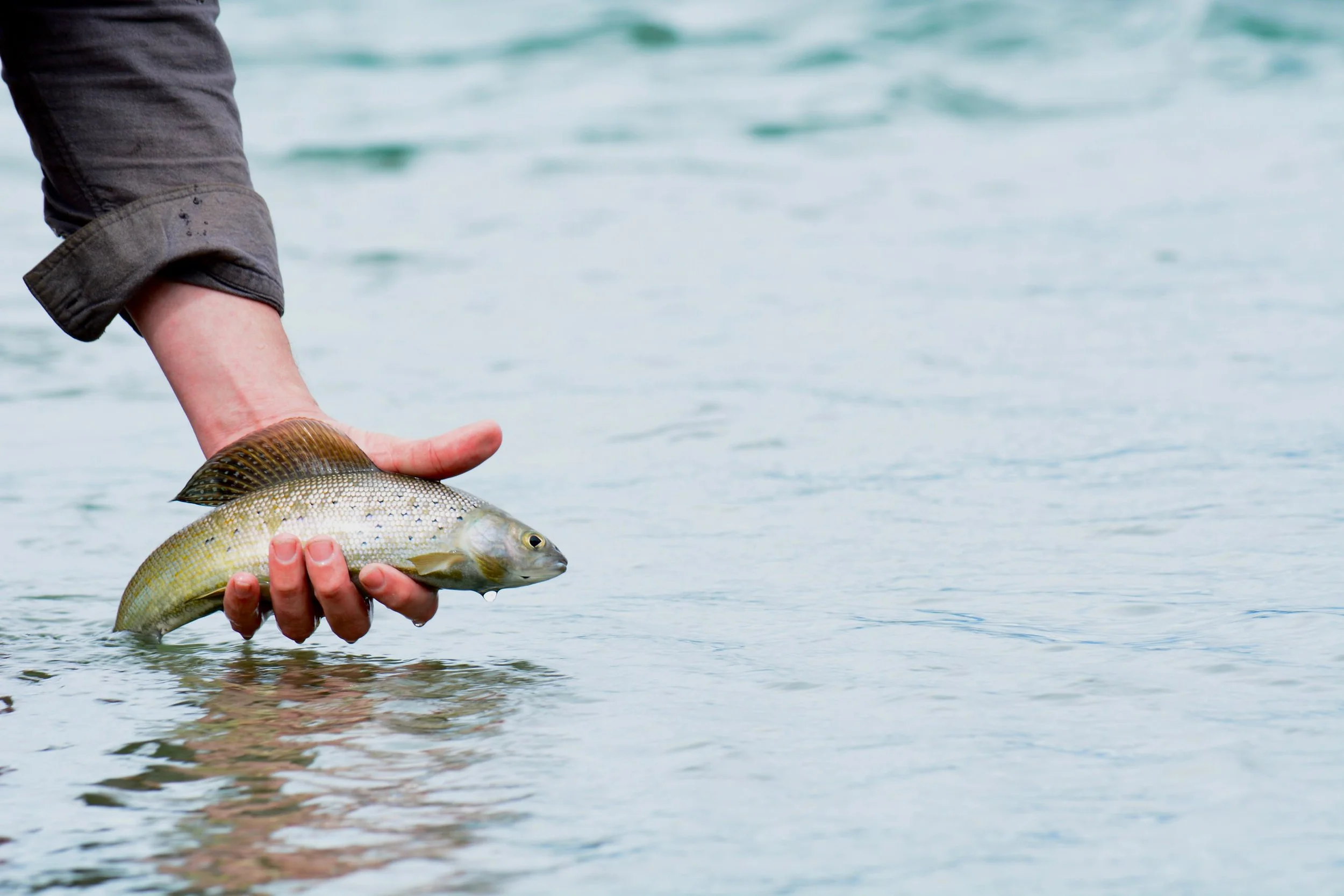 Arctic Grayling in Lake Clark National Park