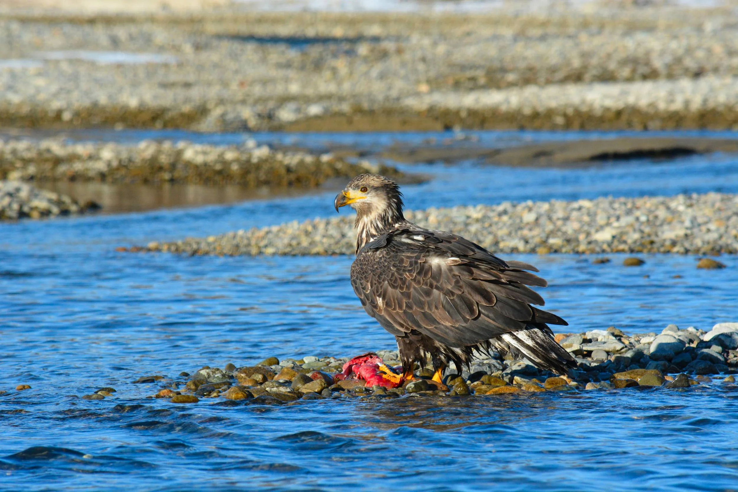 Juvenile bald eagle eating salmon on Lake Clark