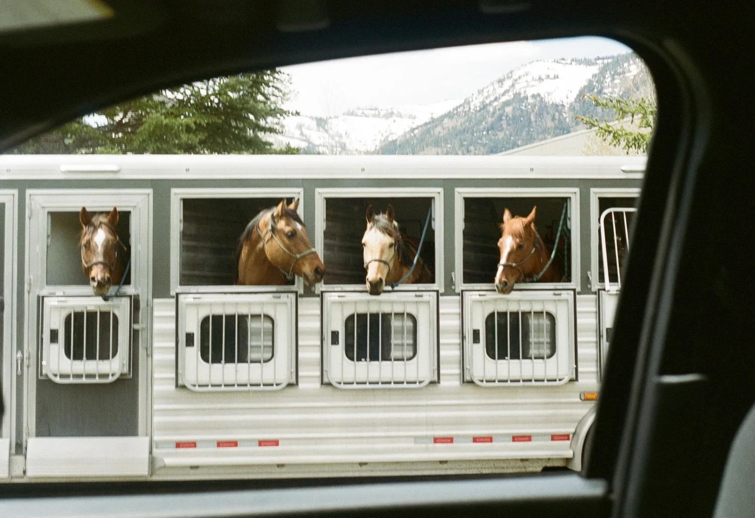 Four horses look out of the open windows of a white trailer, framed by a car window with snowy peaks behind