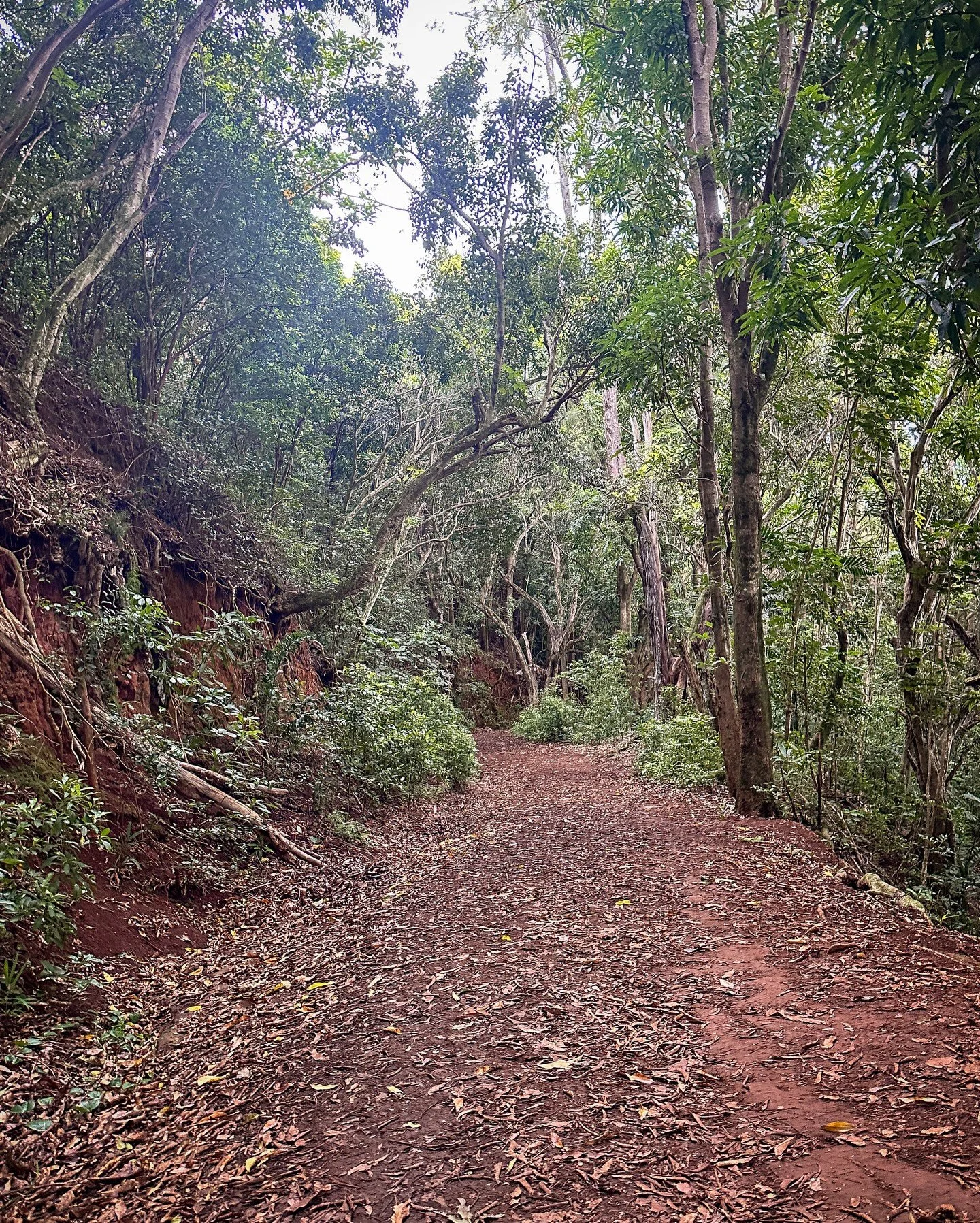 Some things in my life have changed.
My daily walks haven&rsquo;t.

They&rsquo;ve become my constant &mdash; a quiet place I return to, again and again, no matter the season.
Not to push harder or go faster, but to breathe, listen, and stay connected